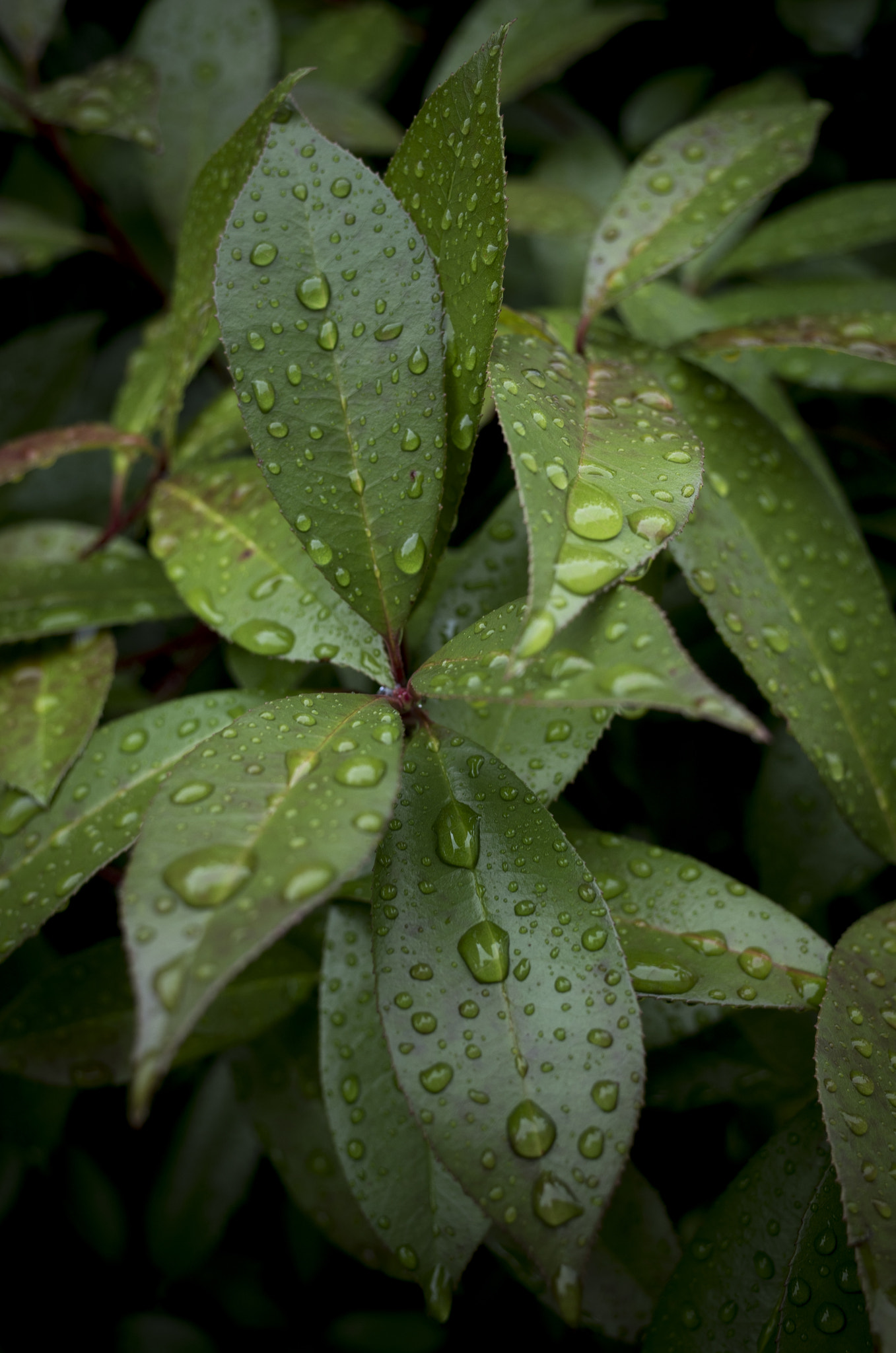 Ricoh GR sample photo. Rainy season photography
