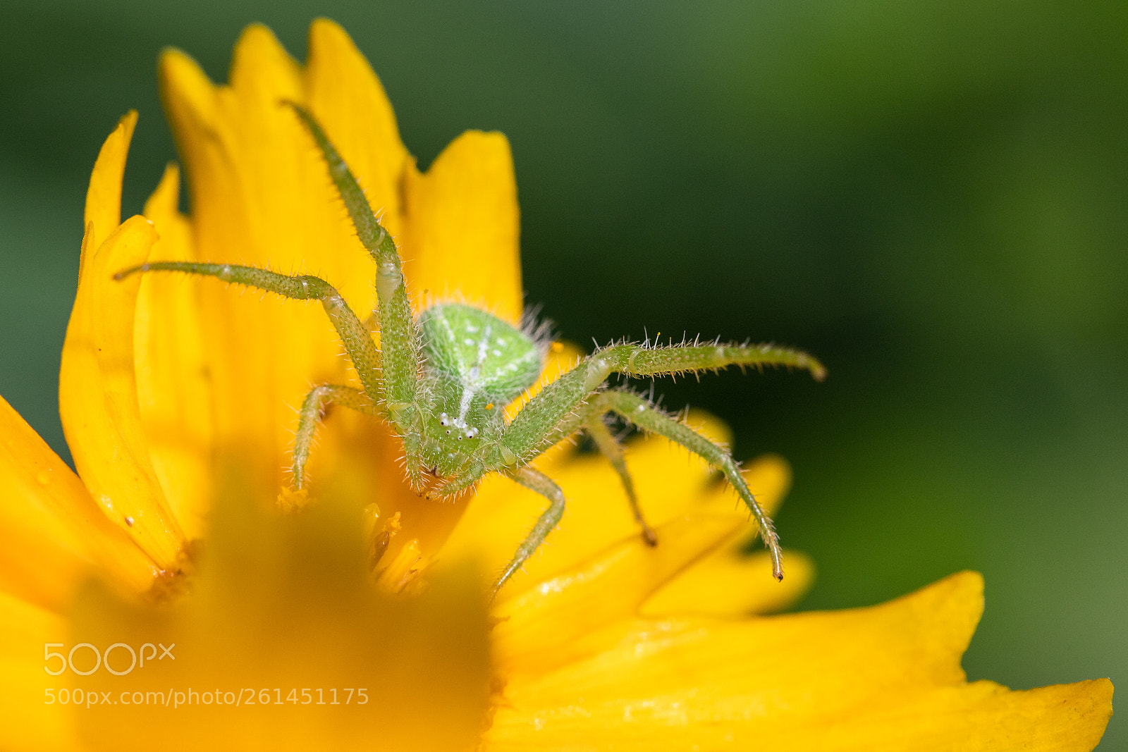 Canon EOS 6D Mark II sample photo. Le regard qui tue photography