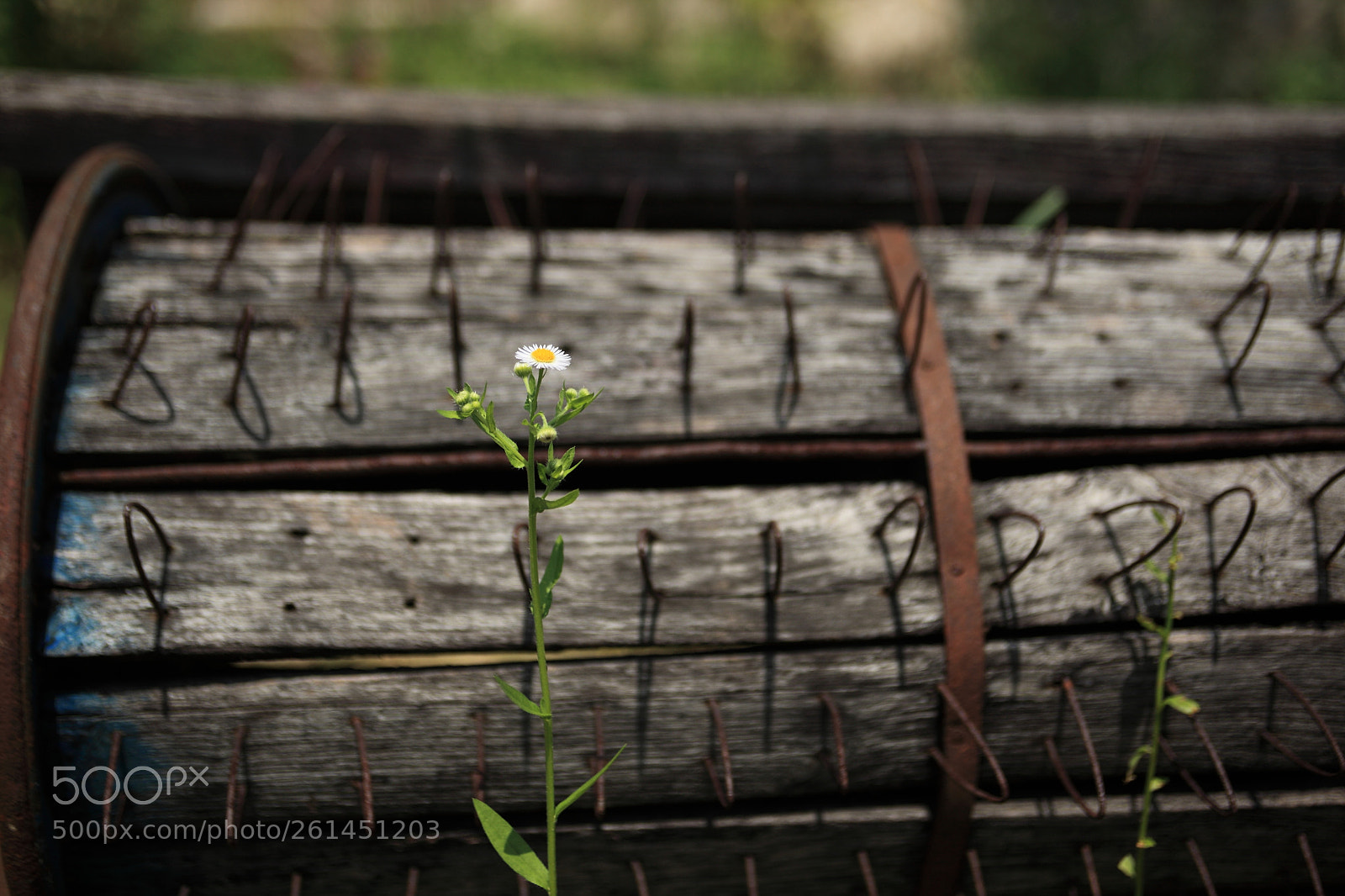 Canon EOS 5D Mark II sample photo. Beauty and beast photography