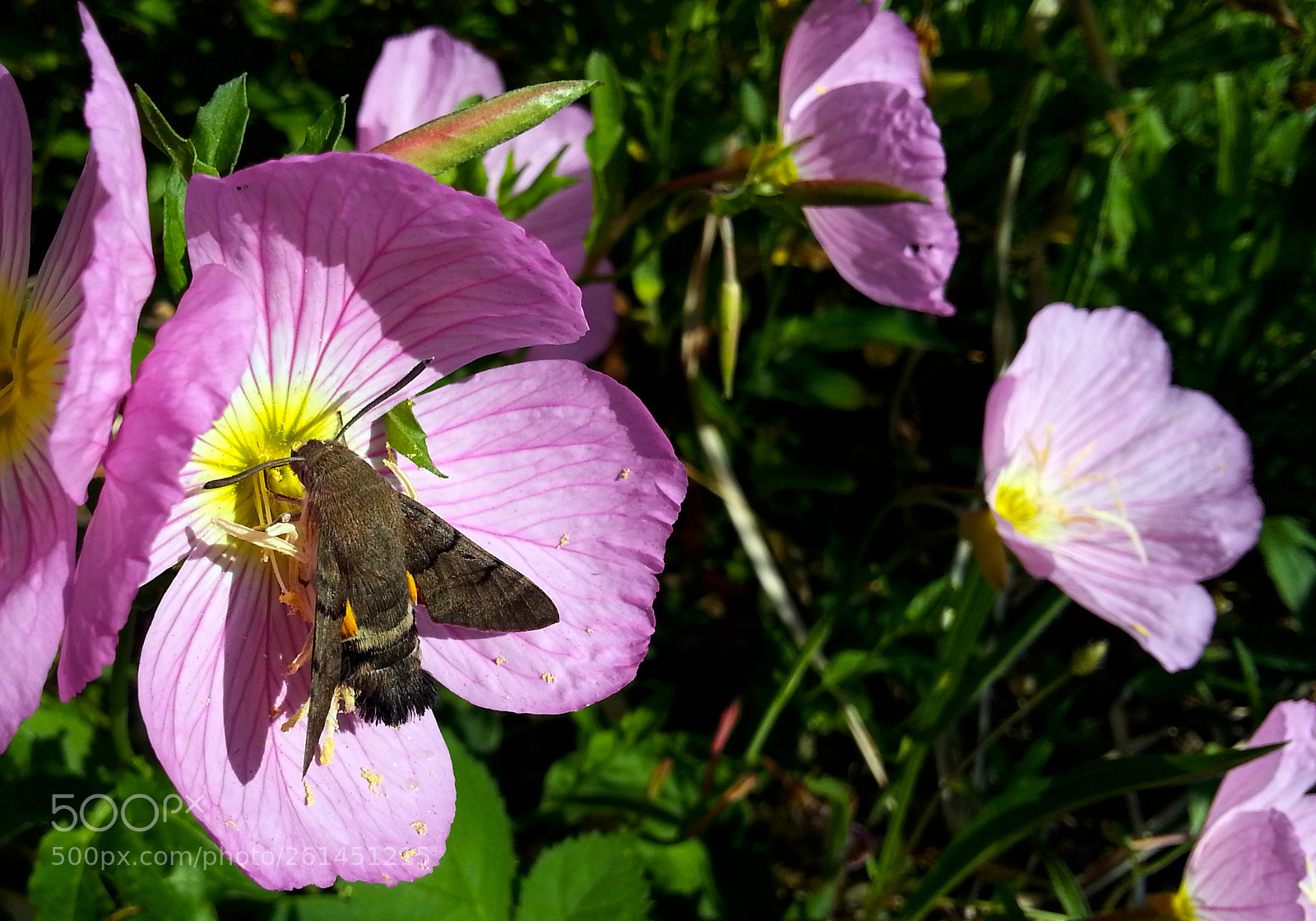 Samsung Galaxy Note2 sample photo. Flower photography