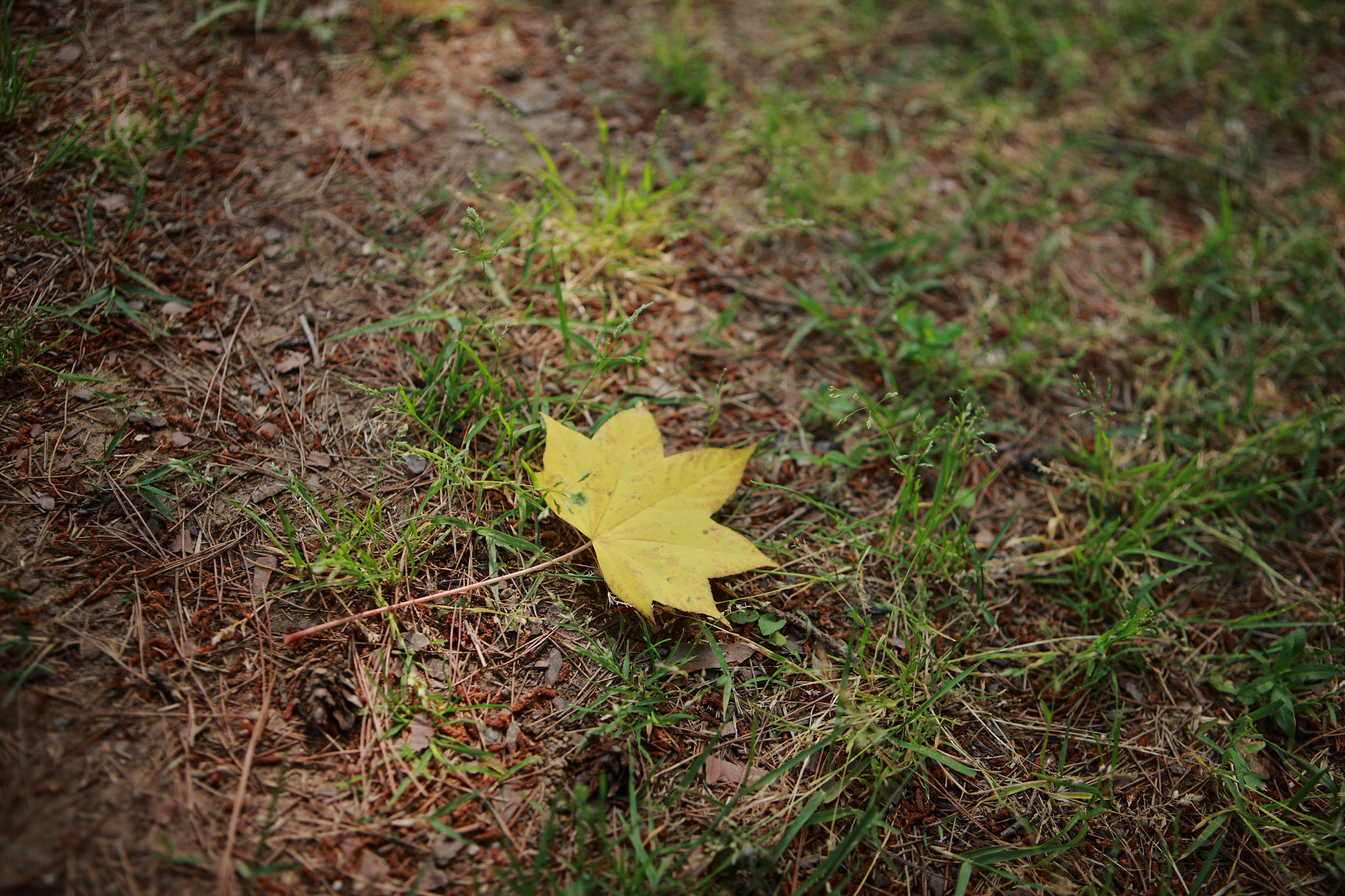 Canon EOS-1Ds Mark III + Canon EF 24-70mm F2.8L USM sample photo. Fallen leaf photography