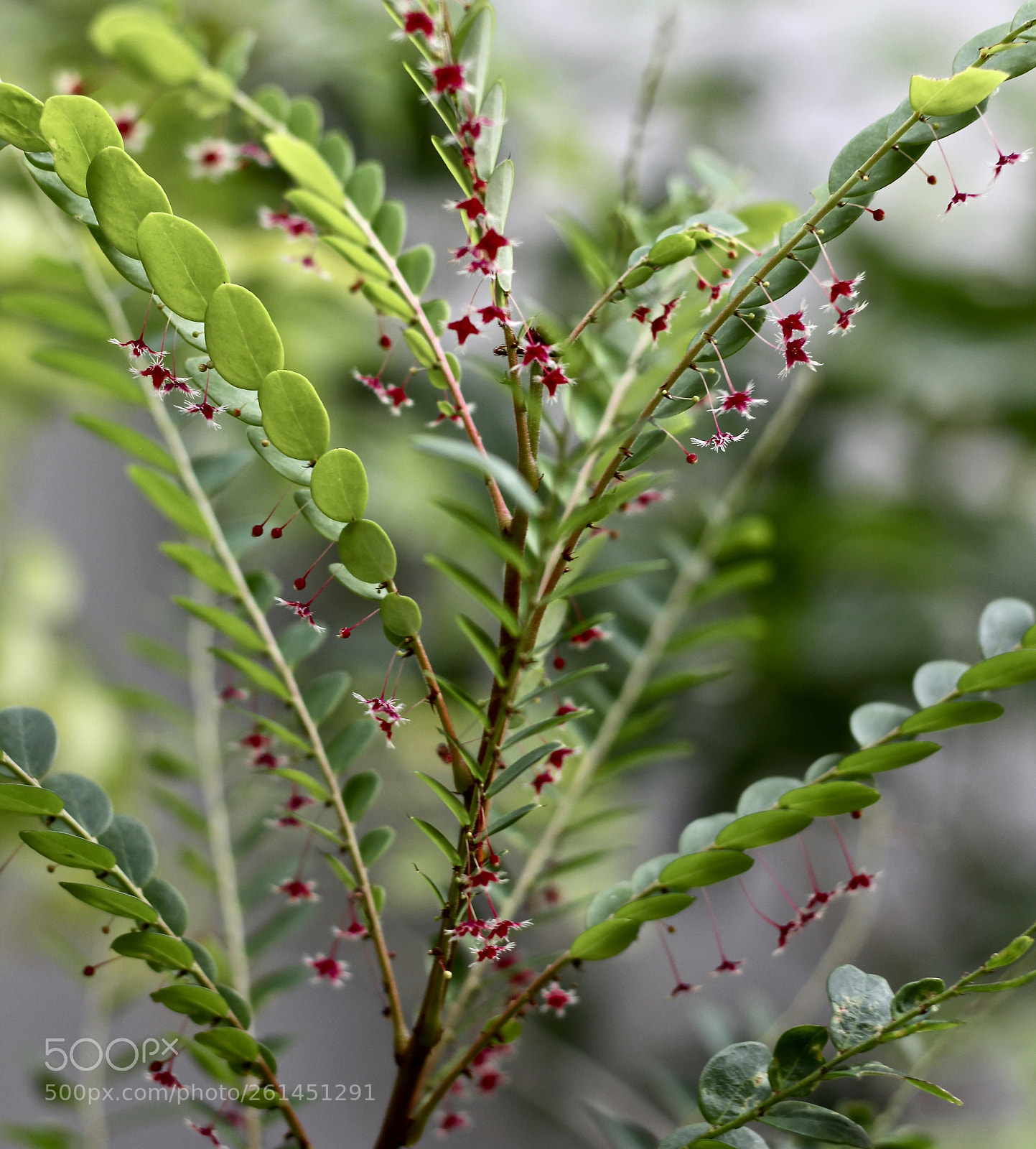 Canon EOS 700D (EOS Rebel T5i / EOS Kiss X7i) sample photo. Thousand's of flowers photography