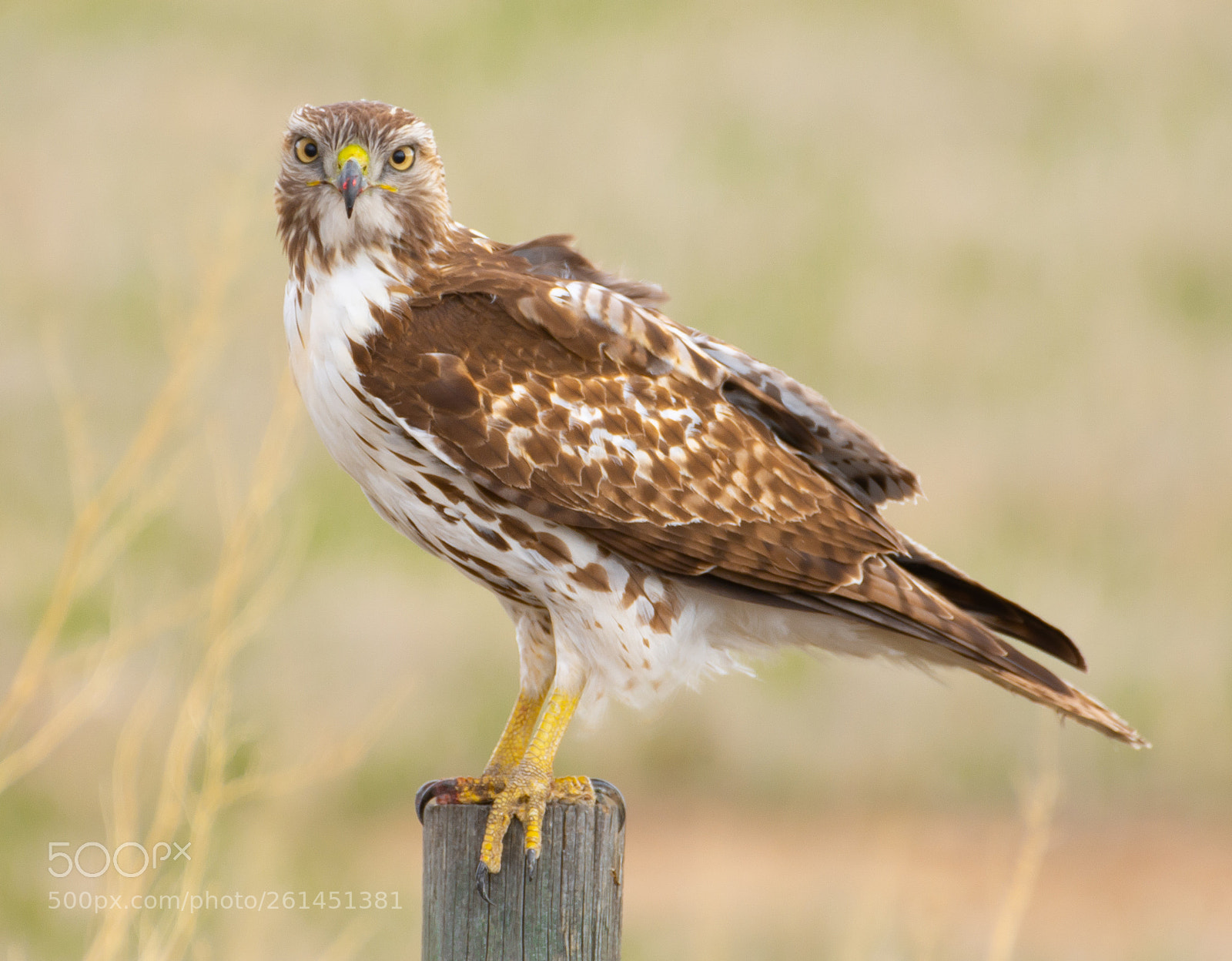 Nikon D7100 sample photo. Red tailed hawk photography