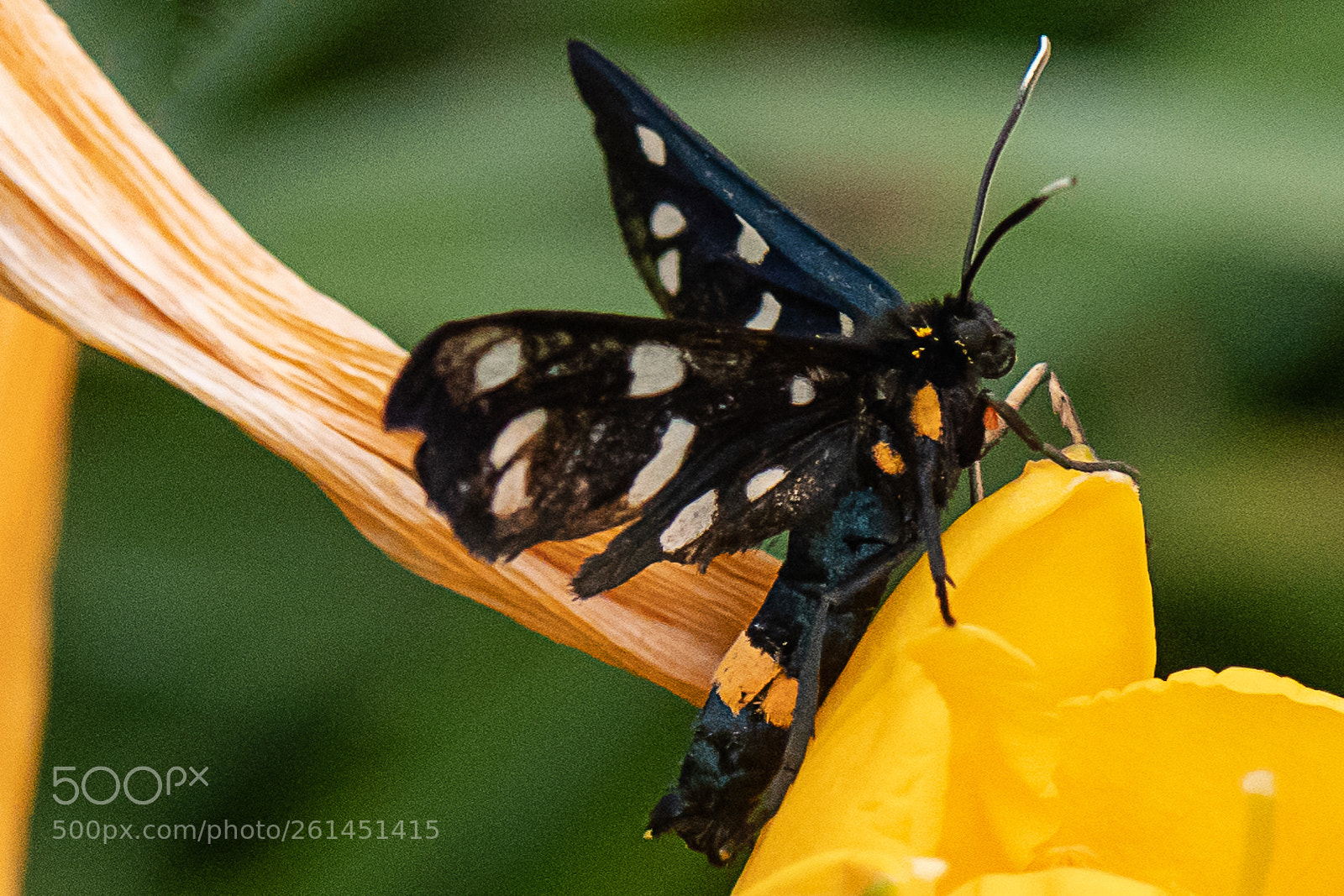 Nikon D500 sample photo. Butterfly  photography