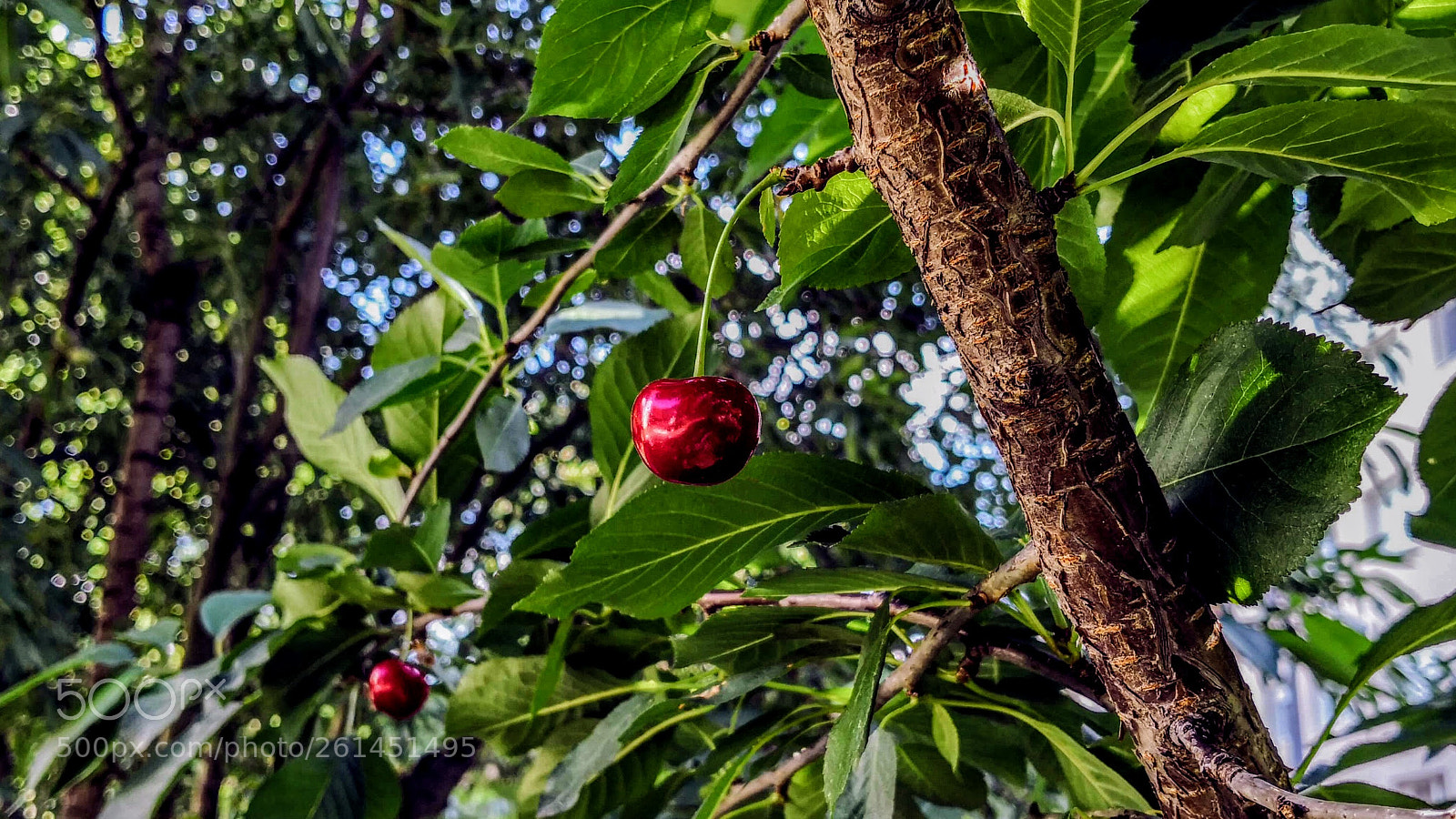 HUAWEI Mate 10 Pro sample photo. Beauty of the garden photography