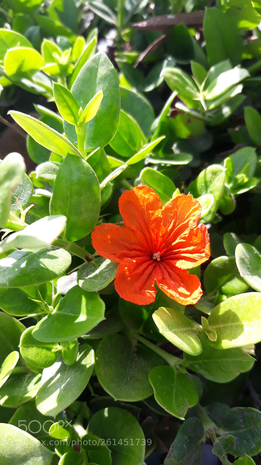 Samsung Galaxy J5 sample photo. Flower photography