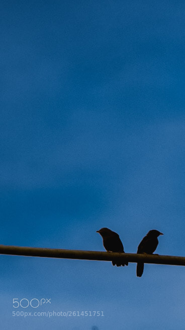 Nikon D3400 sample photo. Birds love photography