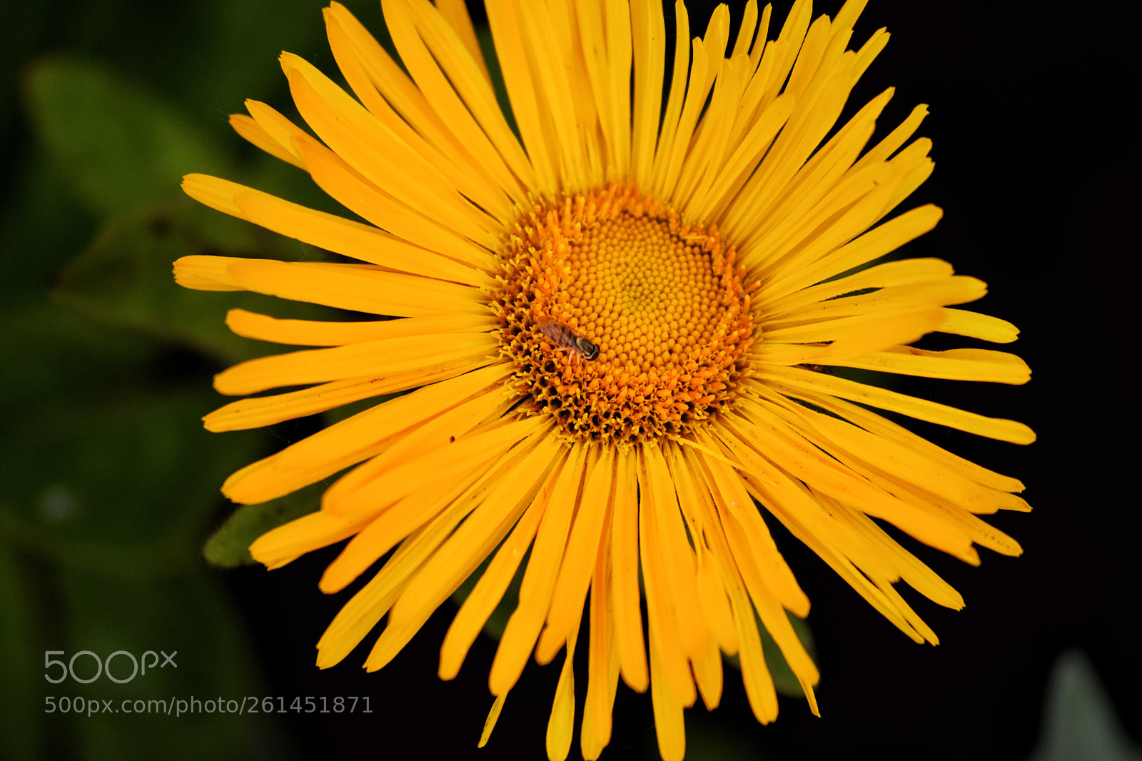 Nikon D3300 sample photo. Flower photography