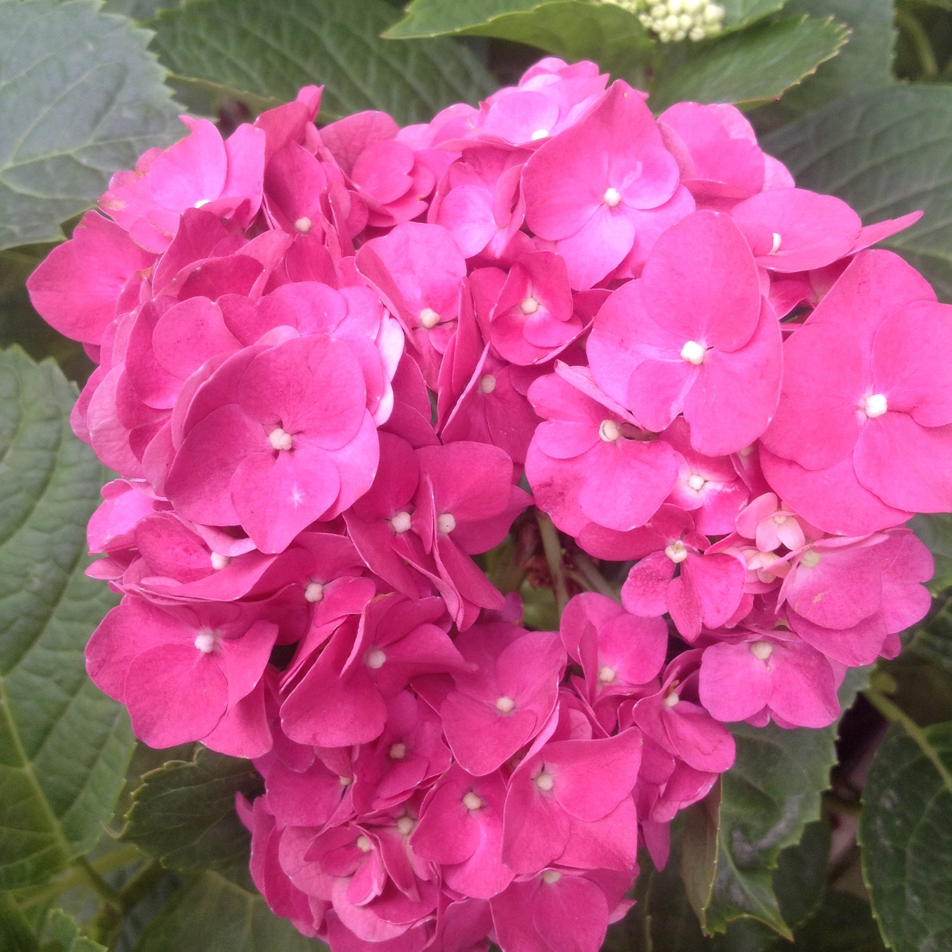 Apple iPad sample photo. Hydrangea photography
