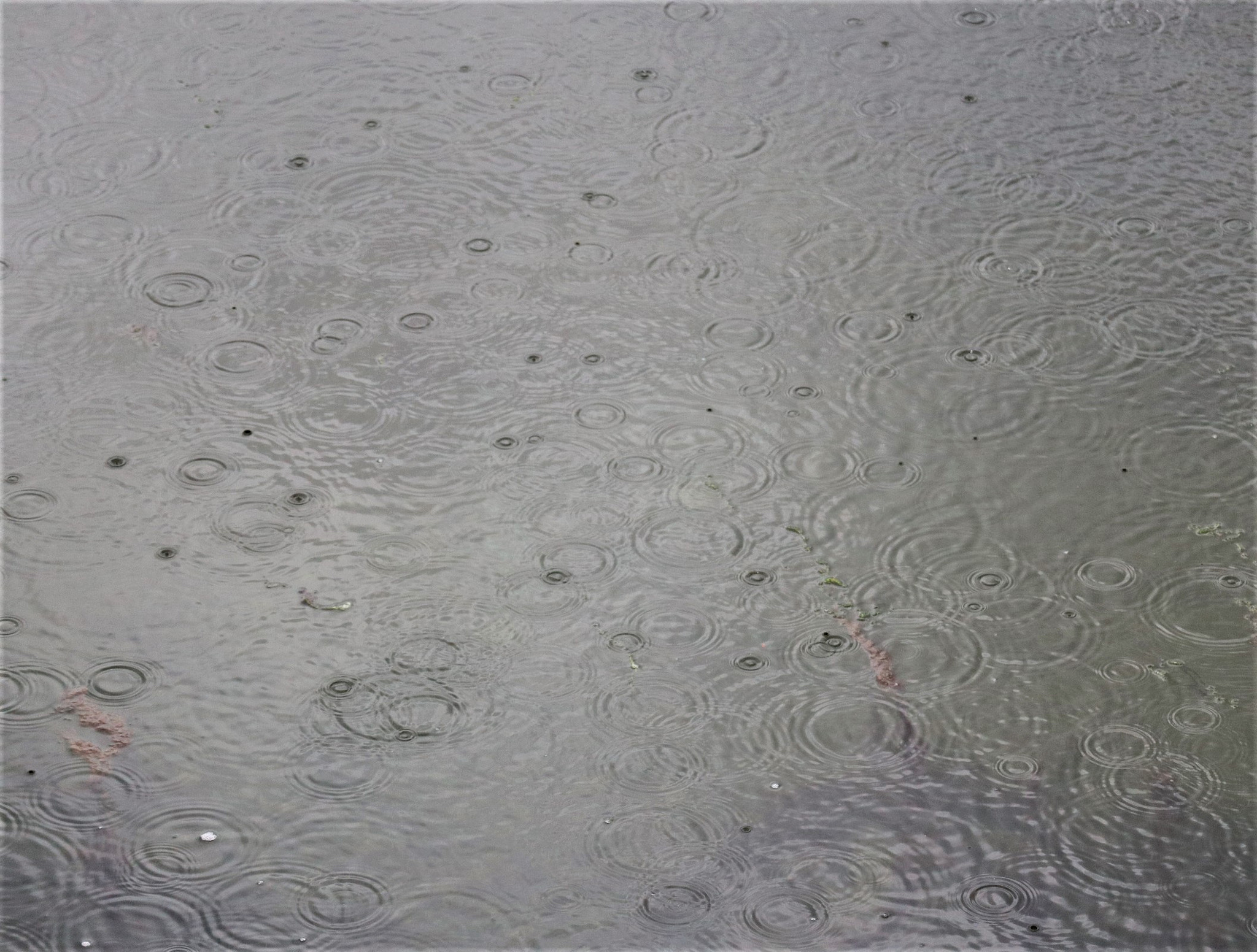 Canon EOS M100 sample photo. Rain photography