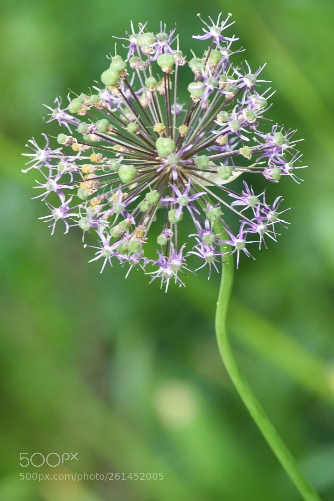 Nikon D3300 sample photo. Flower photography