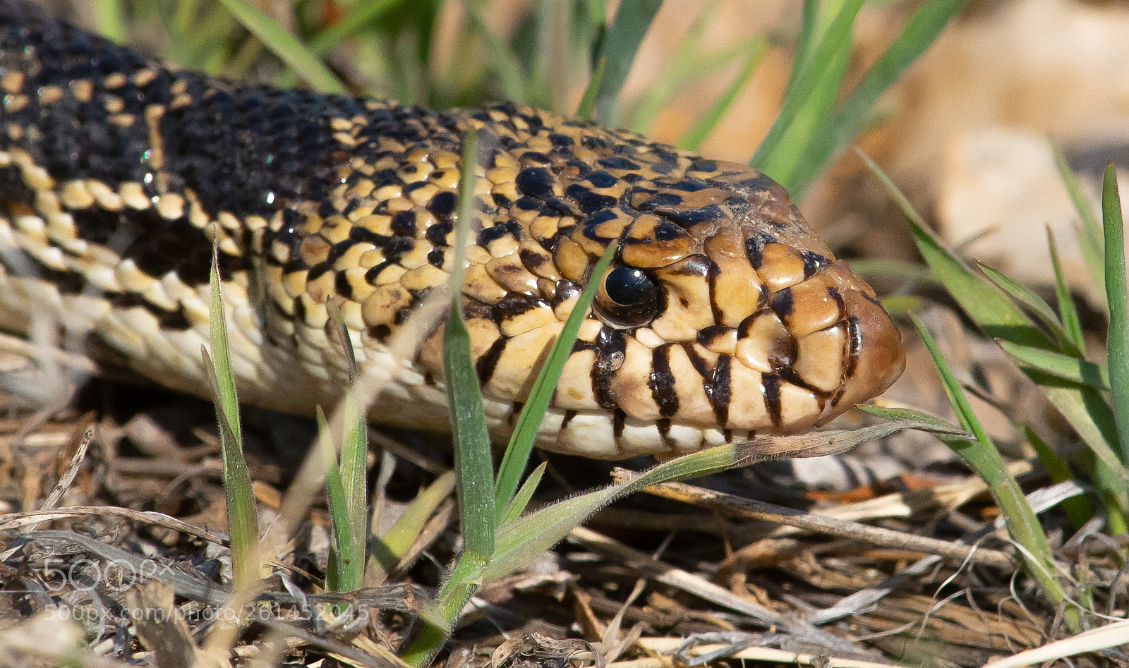 Nikon D7100 sample photo. Bull snake photography