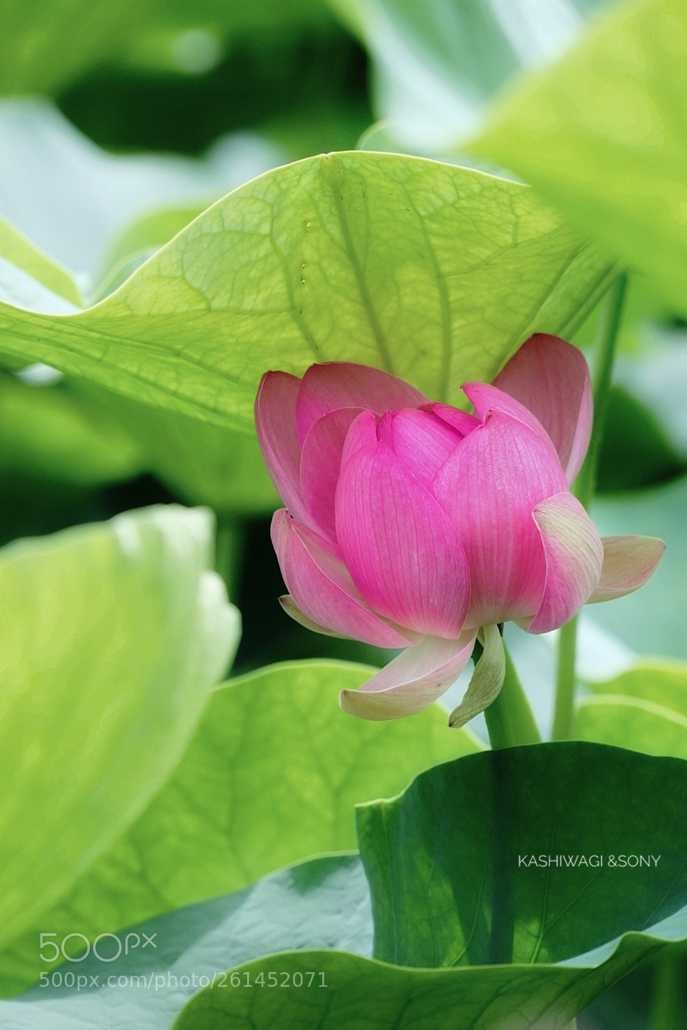 Sony a7 II sample photo. Secretly blooming. photography