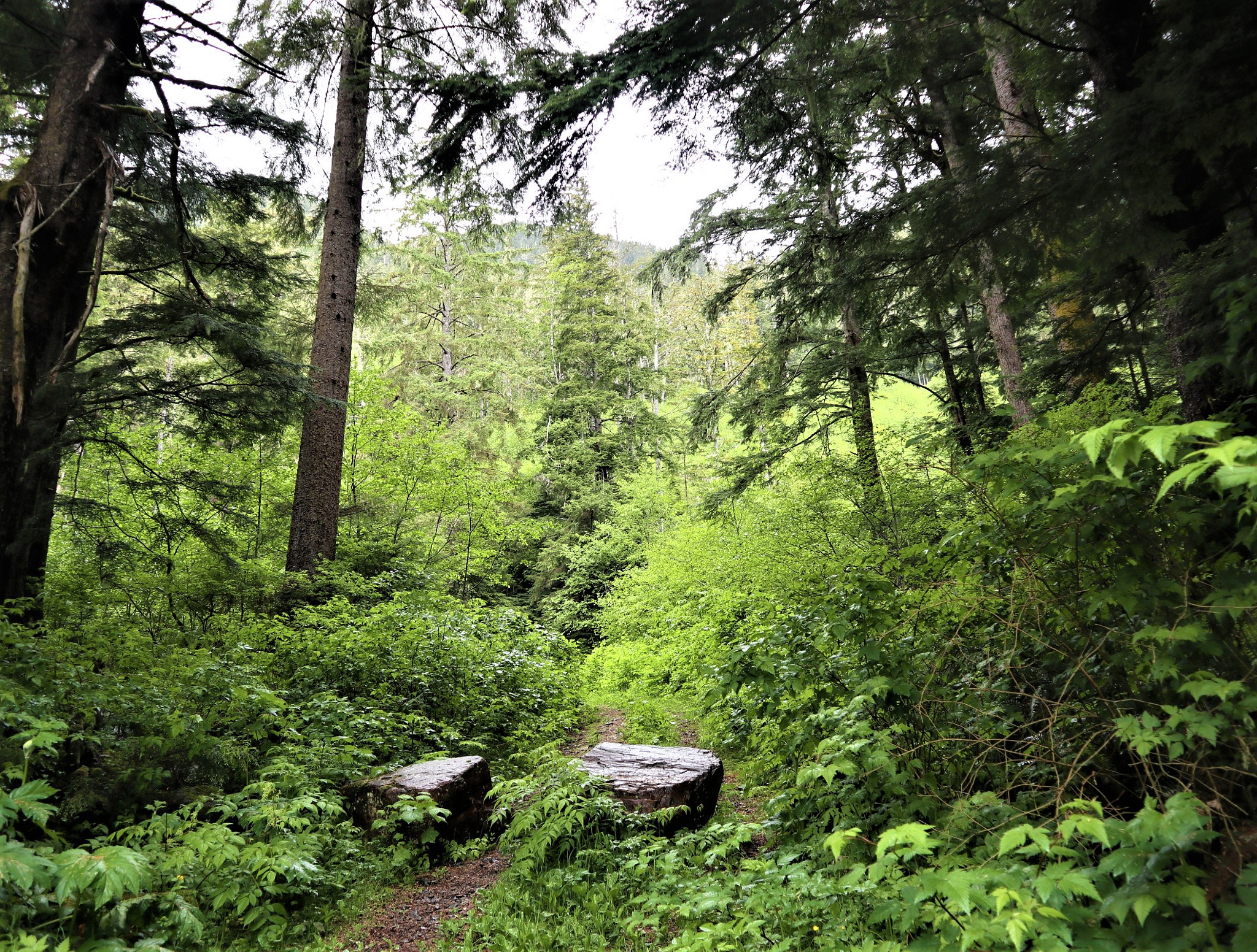 Canon EOS M100 sample photo. Path in forest photography