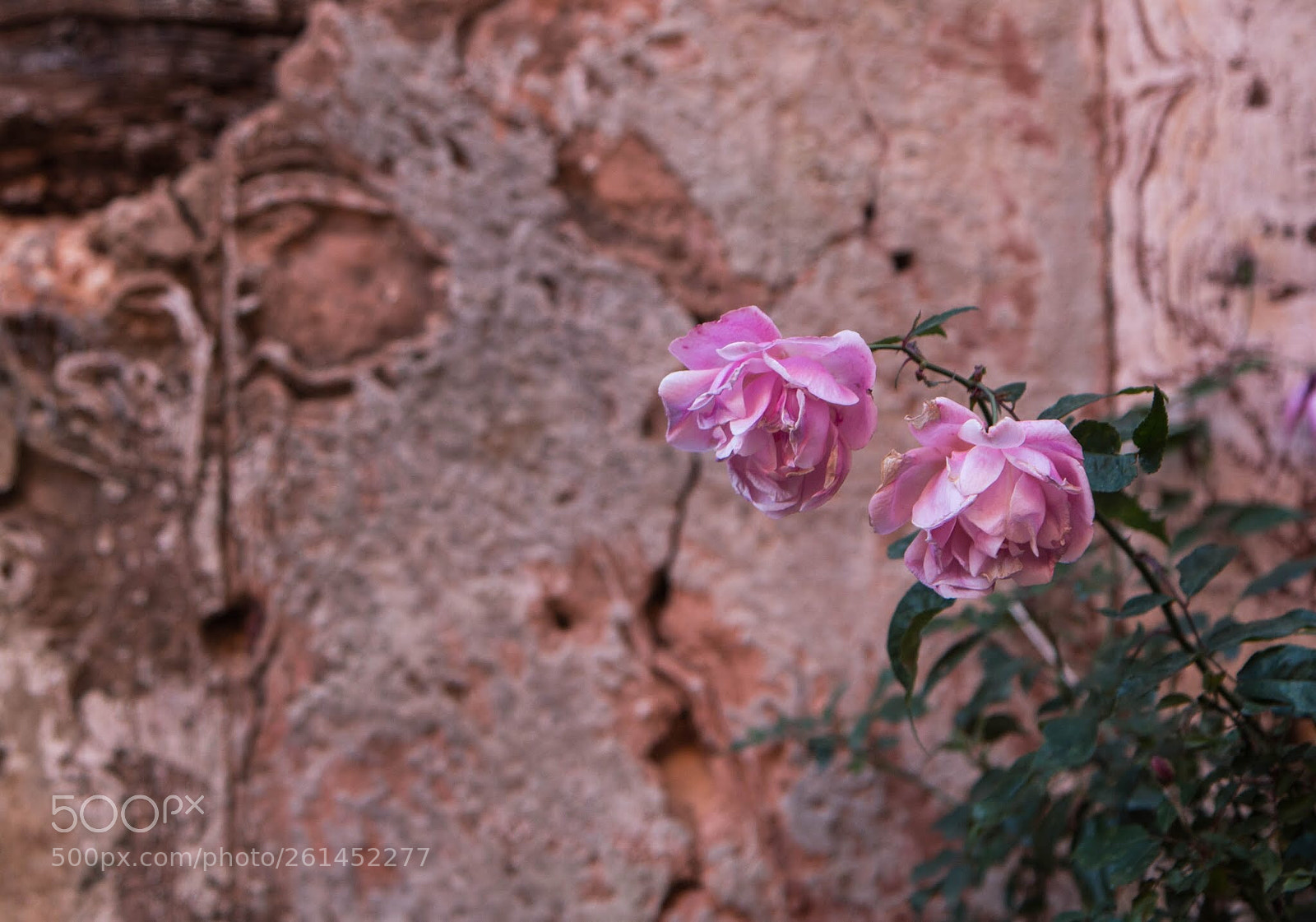Canon EOS 70D sample photo. Good morning  photography