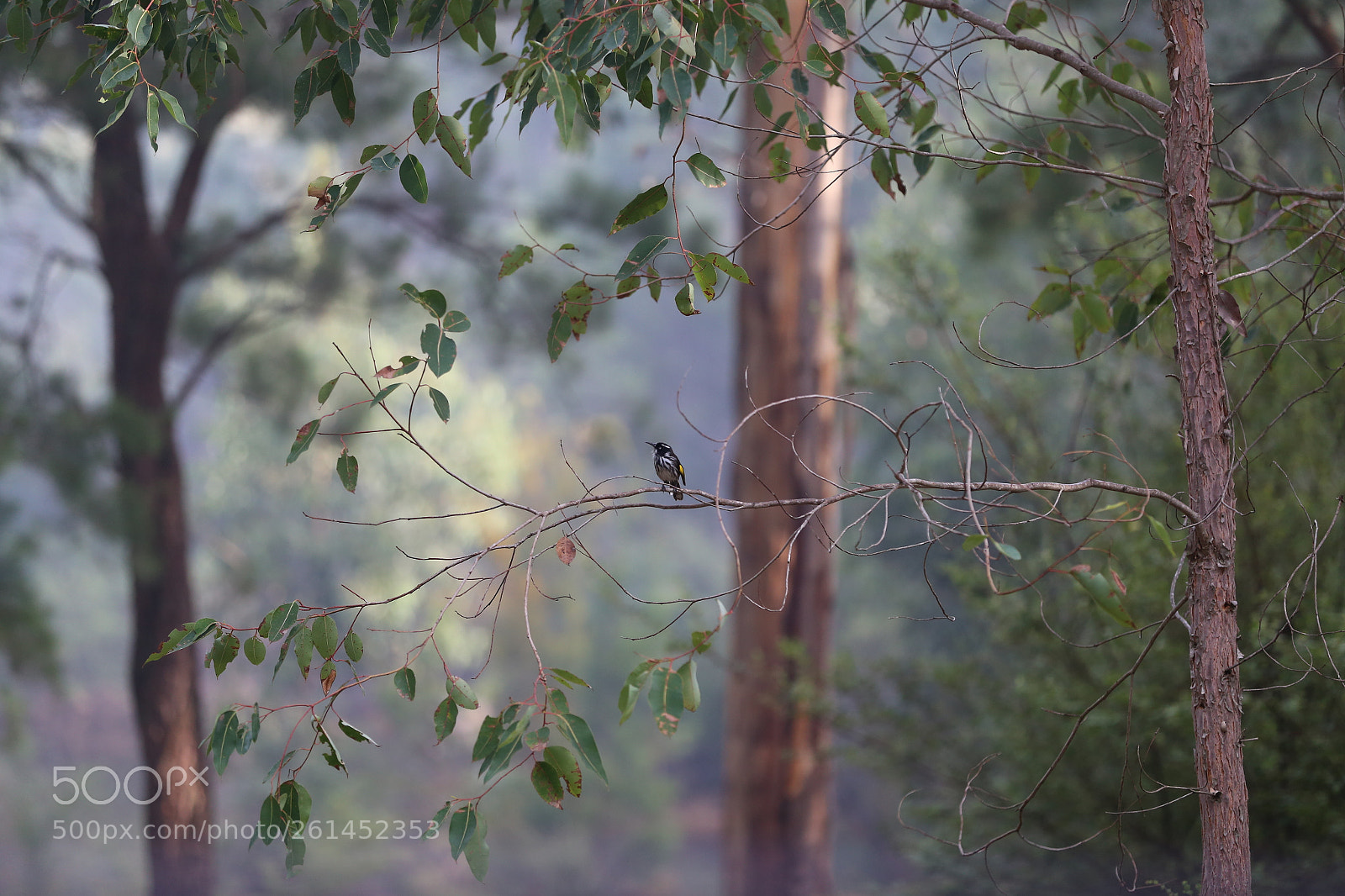 Canon EOS 6D sample photo. A bird in the photography