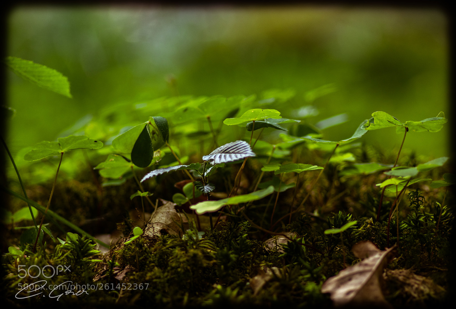 Canon EOS 77D (EOS 9000D / EOS 770D) sample photo. It's the little things ... photography