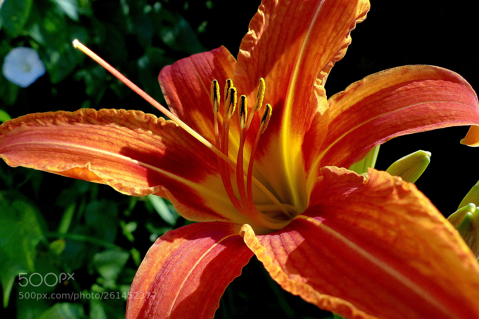 Panasonic Lumix DMC-FZ200 sample photo. Lily. photography