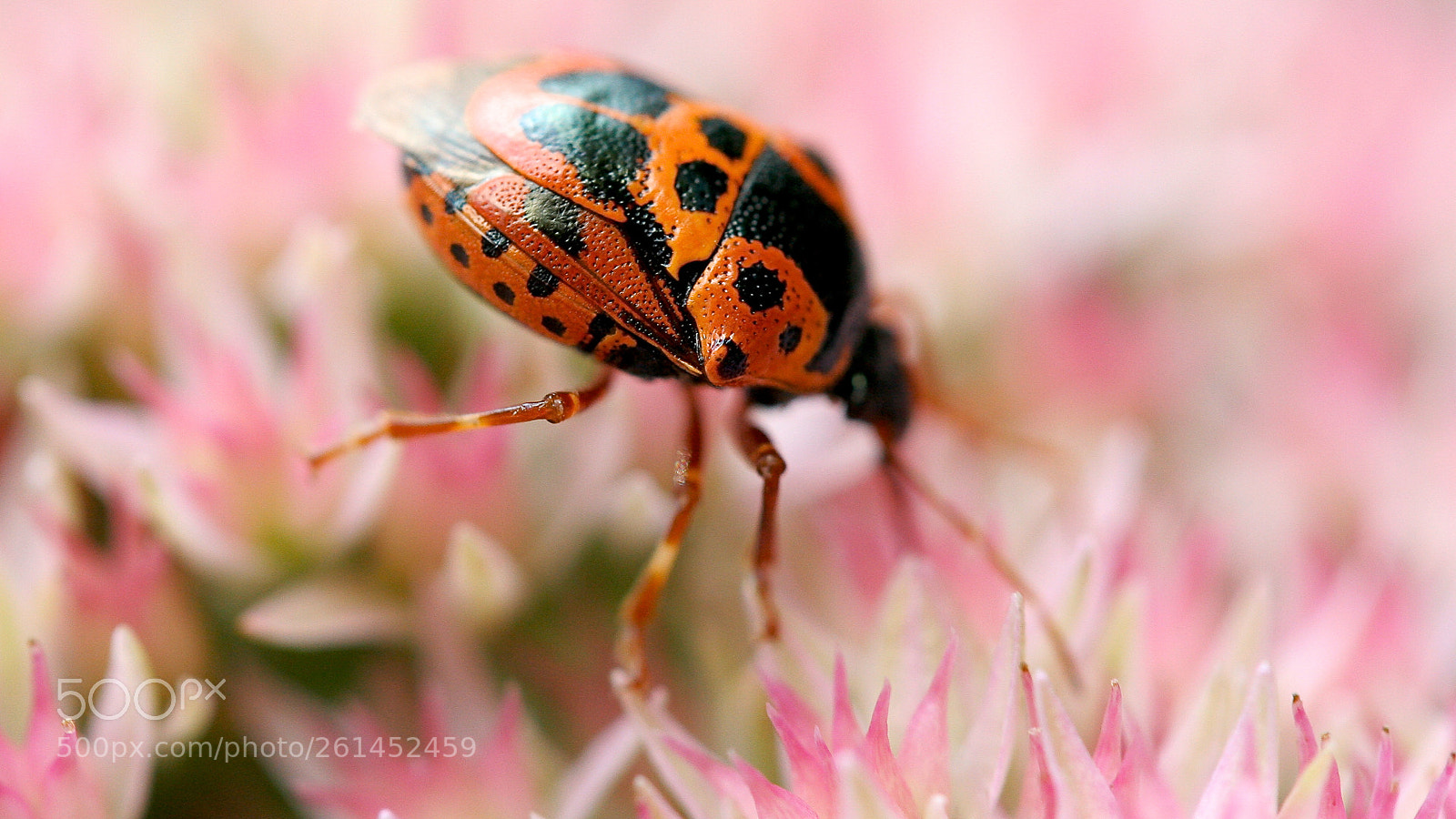 Canon EOS 20D sample photo. Flower lady photography
