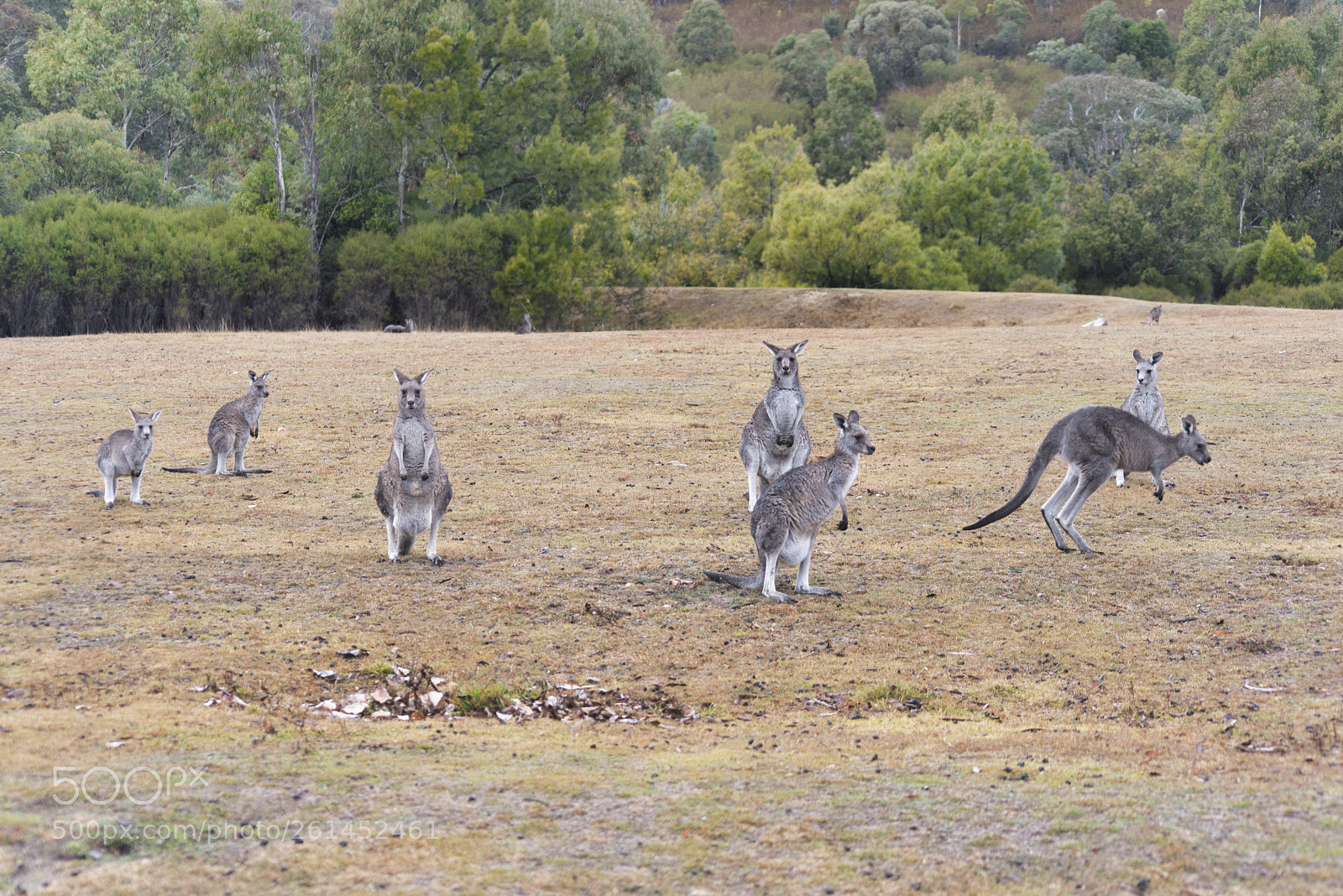 Nikon D750 sample photo. Kangaroos photography