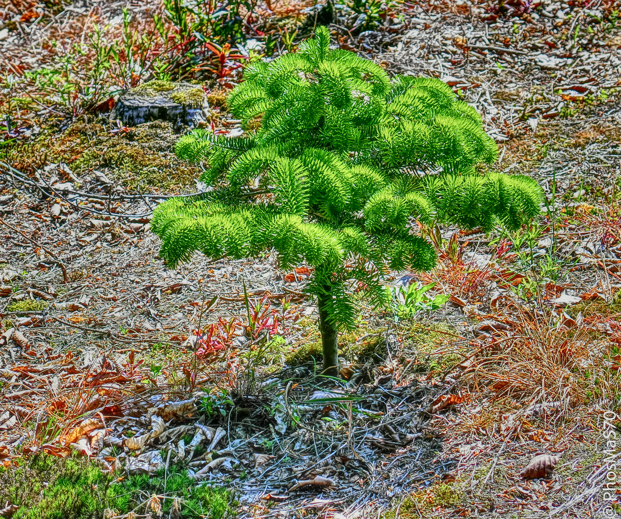 CASIO EX-100 sample photo. Green power photography