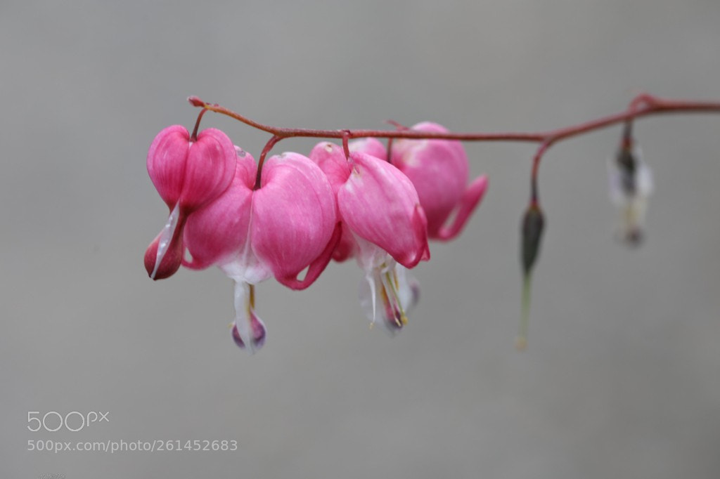 Canon EOS 5D Mark IV sample photo. Untitled photography