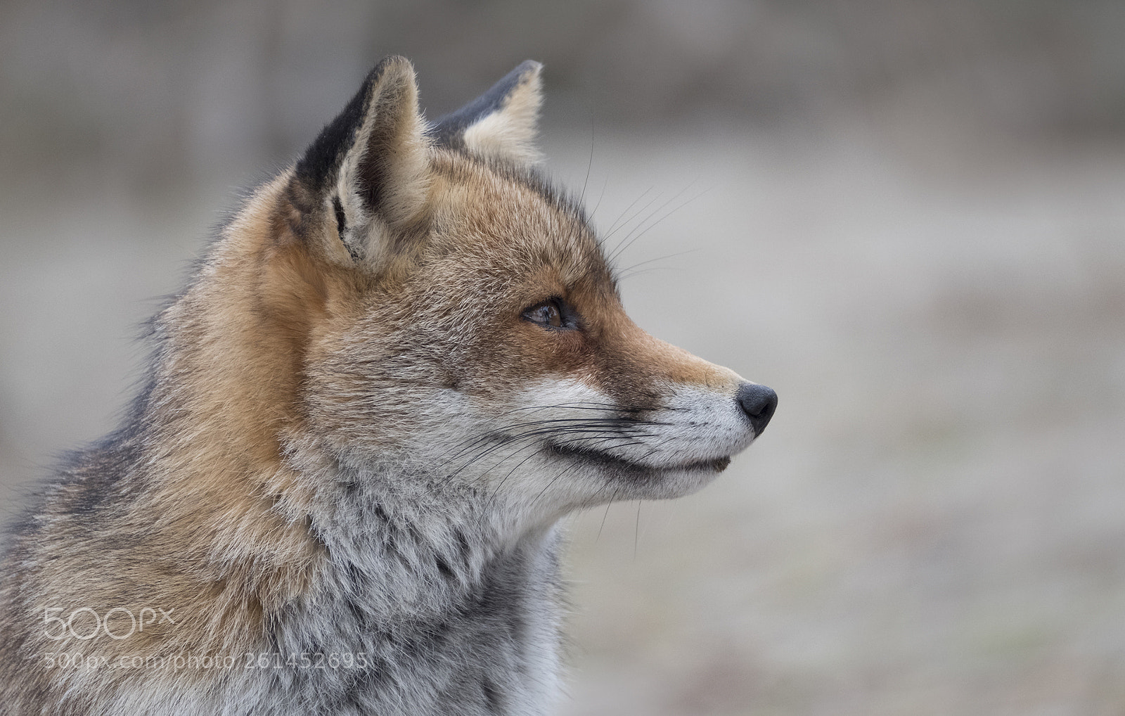 Fujifilm X-T2 sample photo. Fox photography