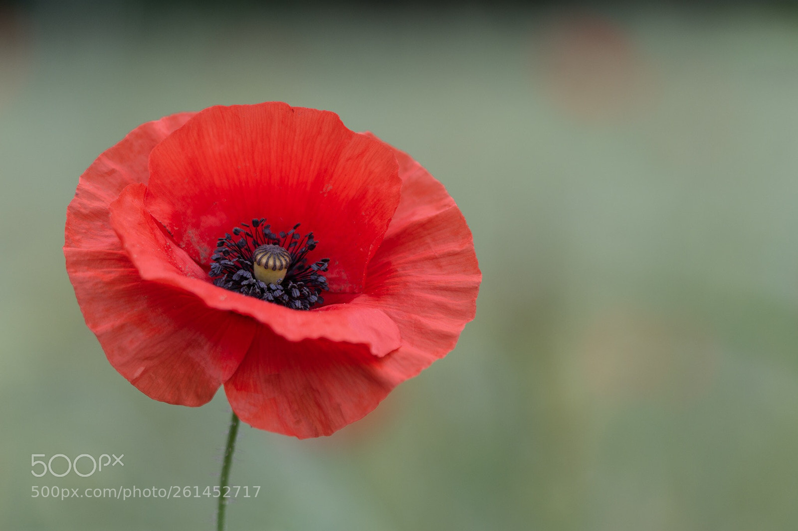 Nikon D7200 sample photo. Poppy photography