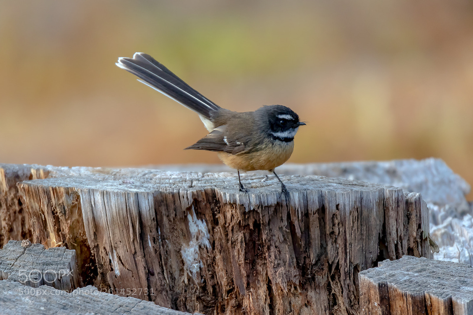 Canon EOS 7D Mark II sample photo. Fantail photography