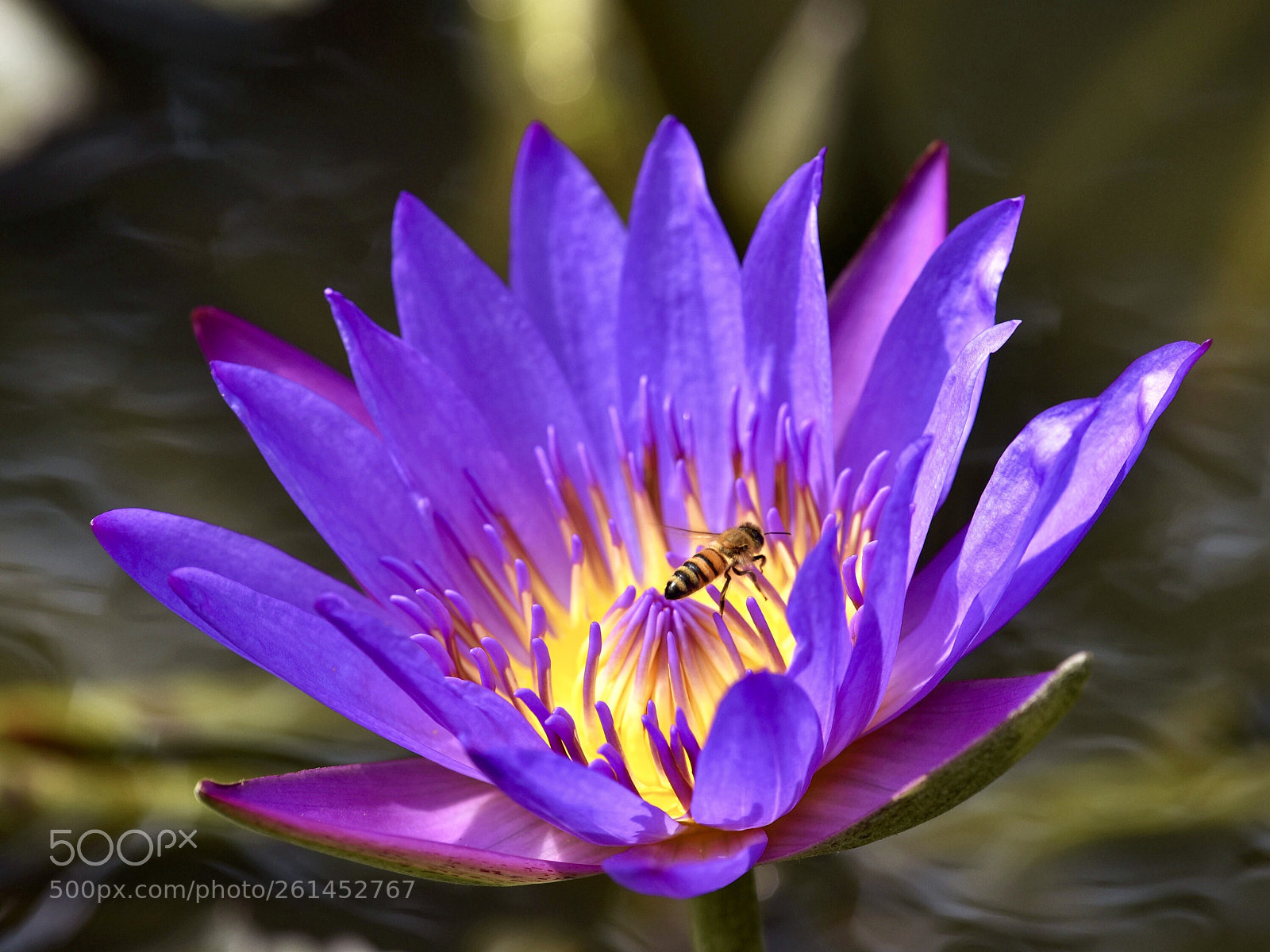 Nikon D810 sample photo. Untitled photography