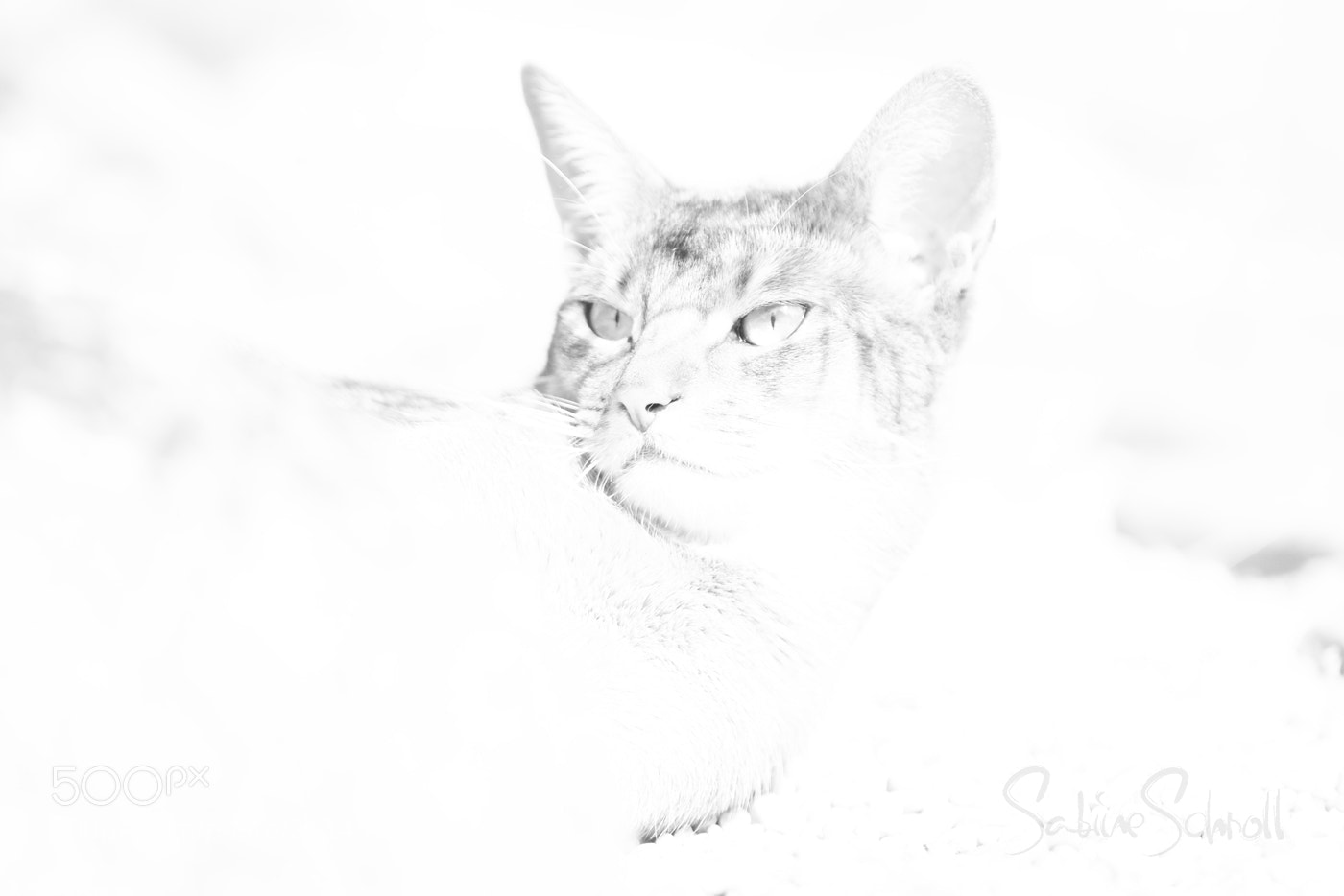Canon EOS 6D sample photo. Windy whisper high key photography