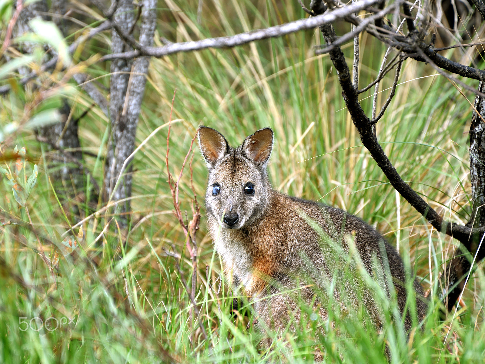 Nikon D750 sample photo. Tamar wallaby photography