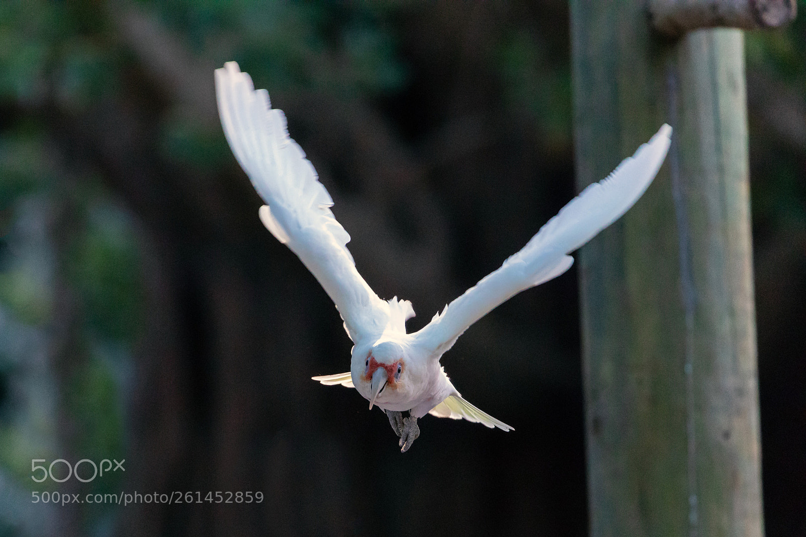 Canon EOS 5D Mark IV sample photo. 2018-06-04 - canon collective photography
