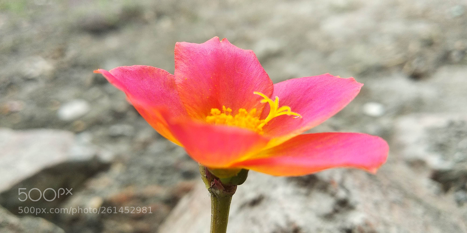 Xiaomi Redmi Note 5 sample photo. After the rain photography