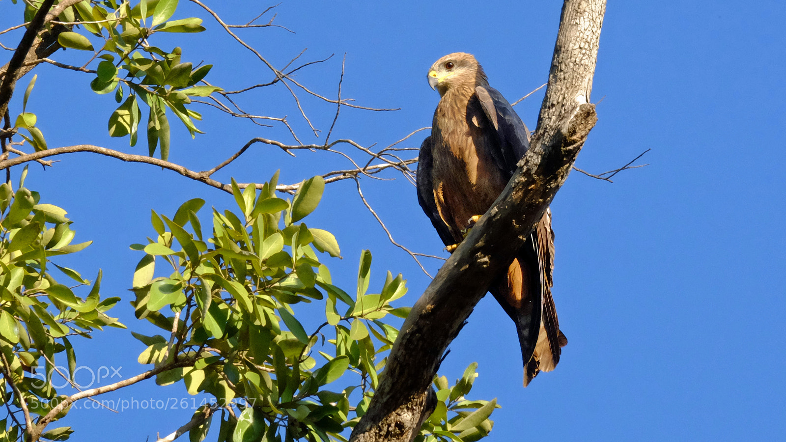 Fujifilm X-T1 sample photo. Whistling kite in evening photography