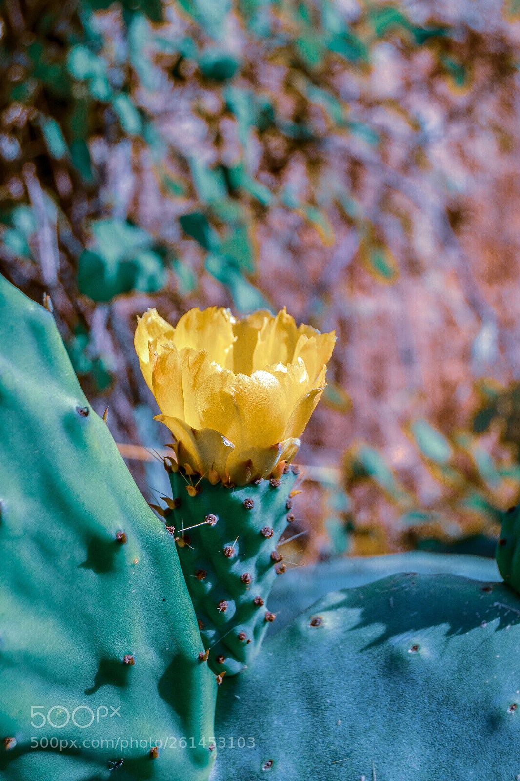 Nikon D3100 sample photo. Pungent flower photography