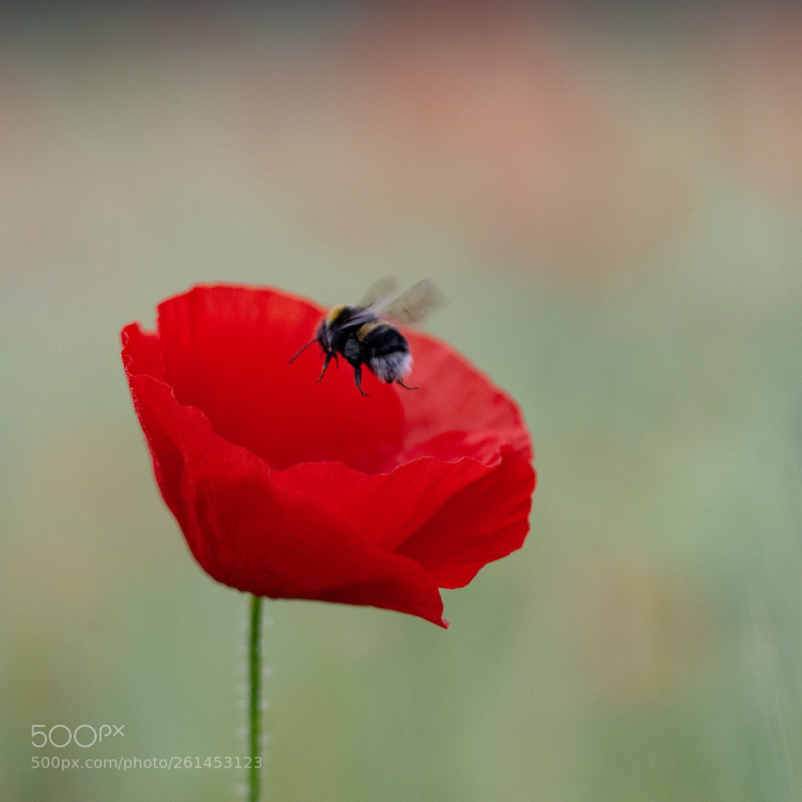 Nikon D7200 sample photo. Pollinate photography