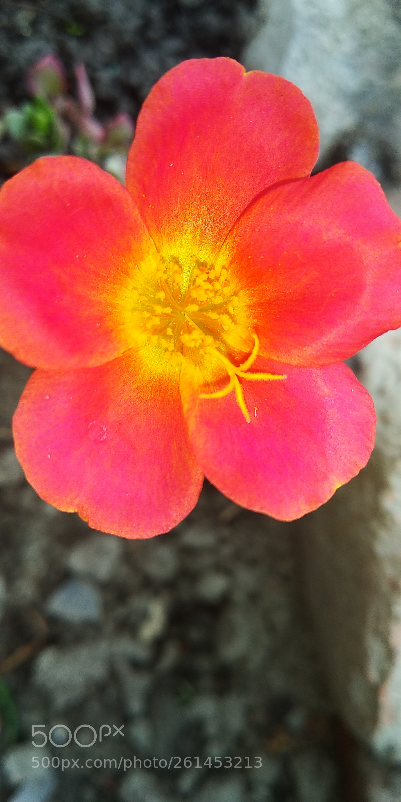 Xiaomi Redmi Note 5 sample photo. Step2 photography