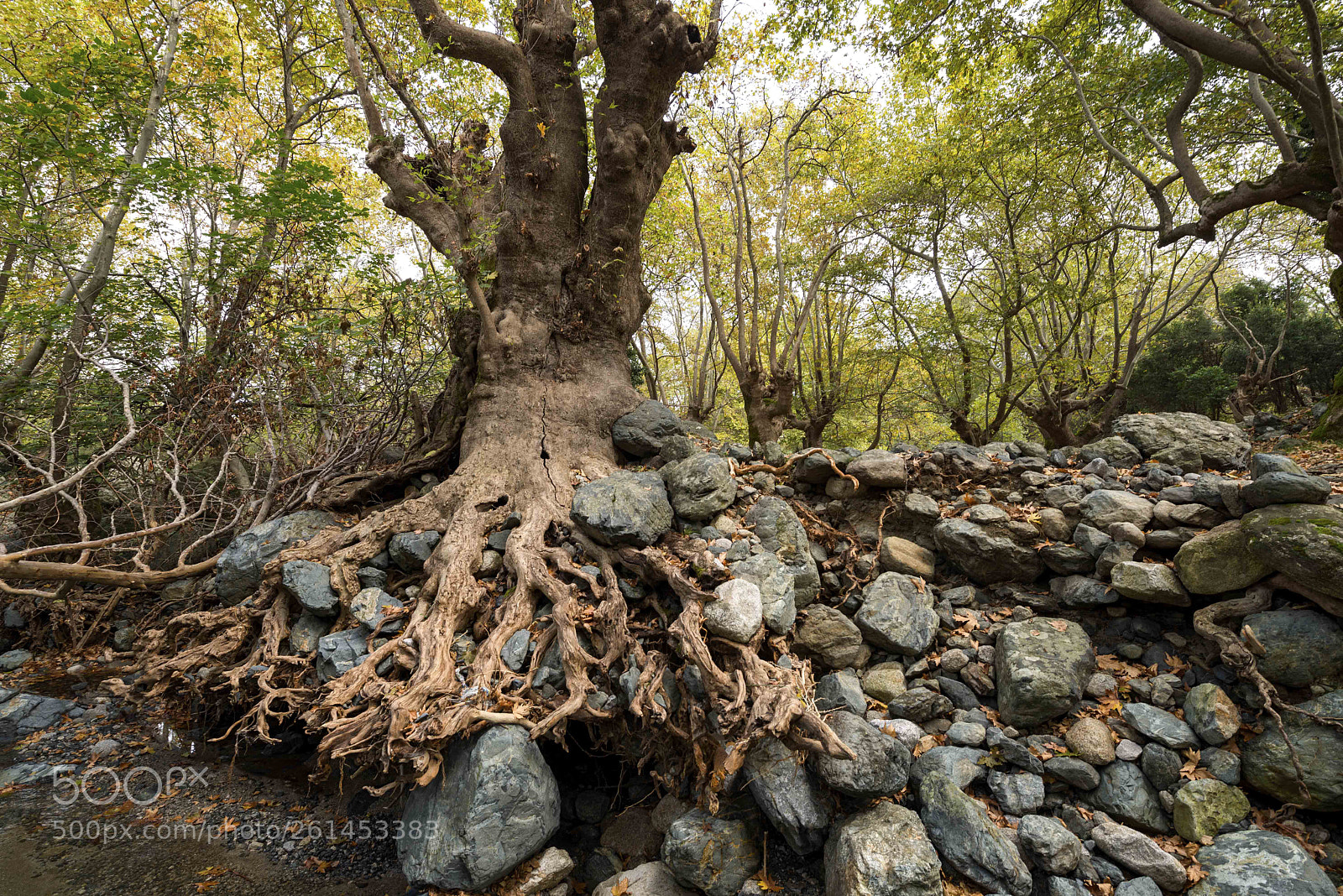 Nikon D600 sample photo. *** photography