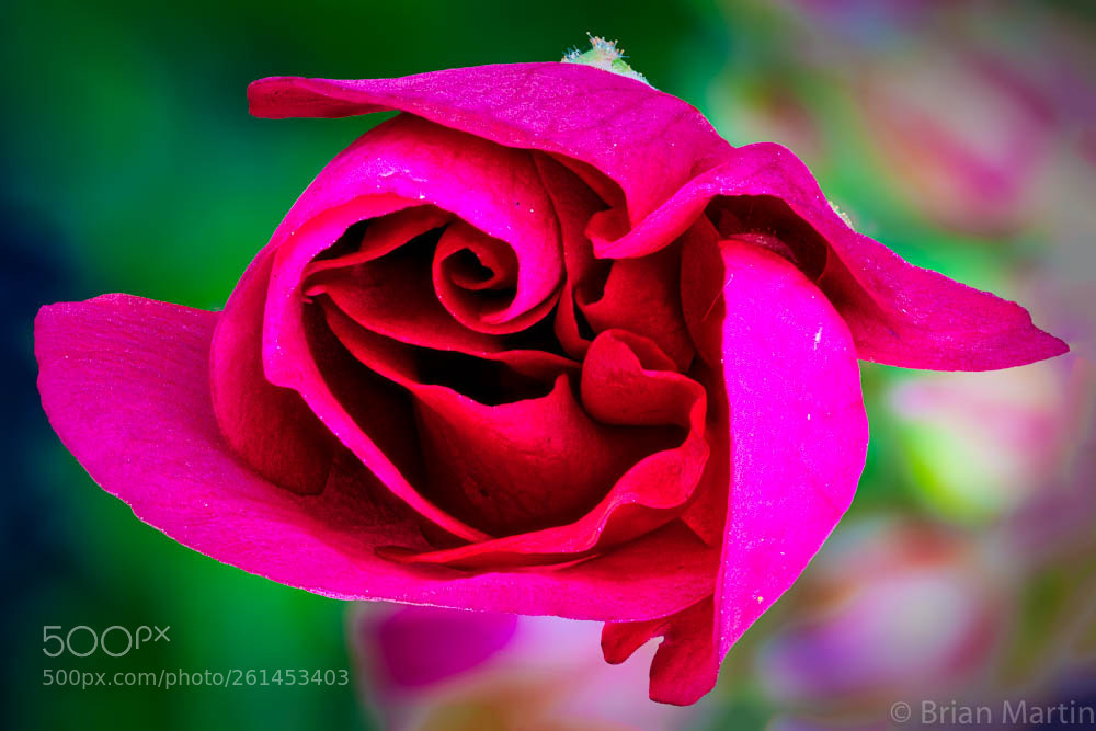 Sony a7R III sample photo. Are you a rose? photography