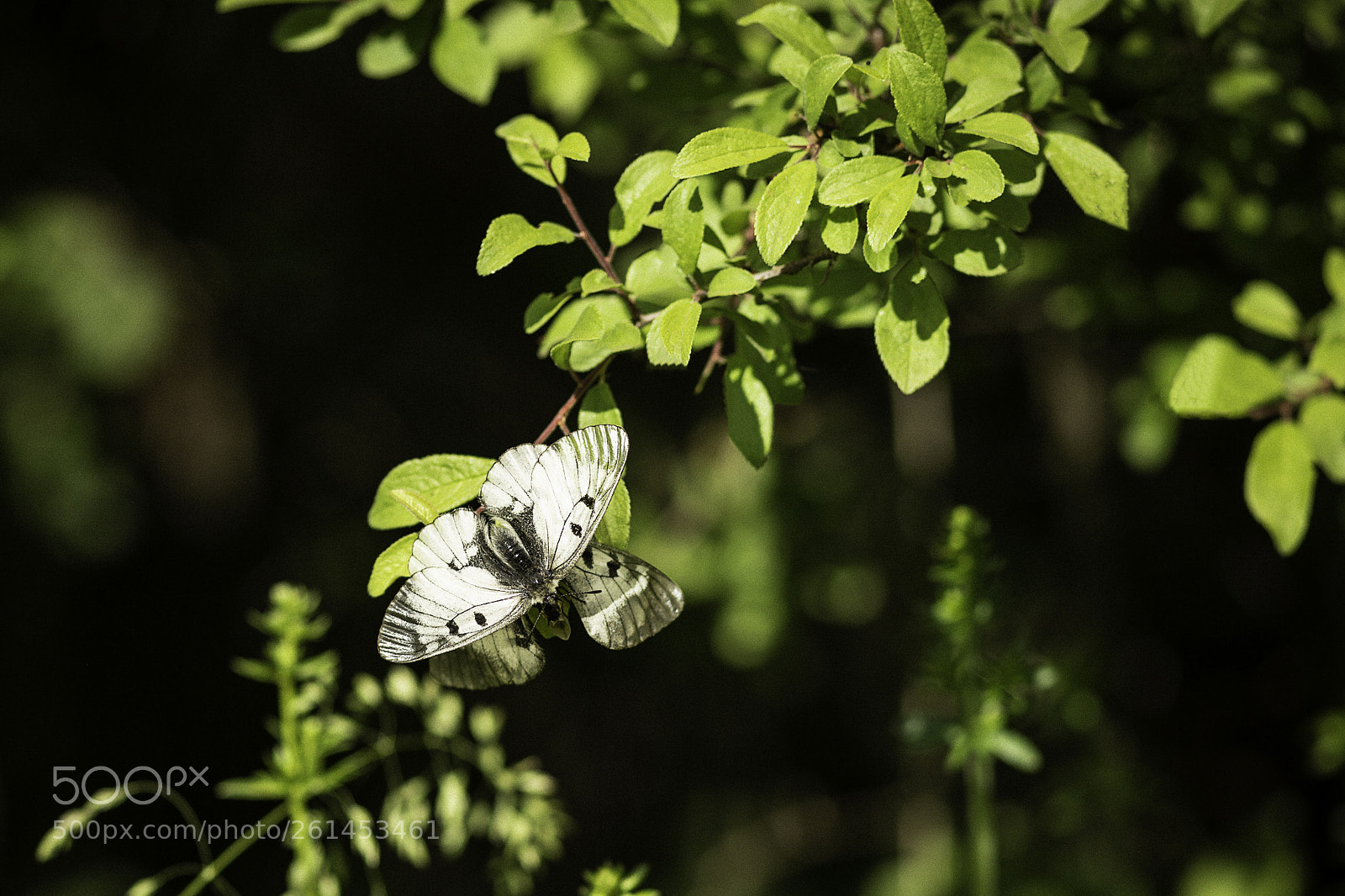 Canon EOS 6D sample photo. Butterflies photography