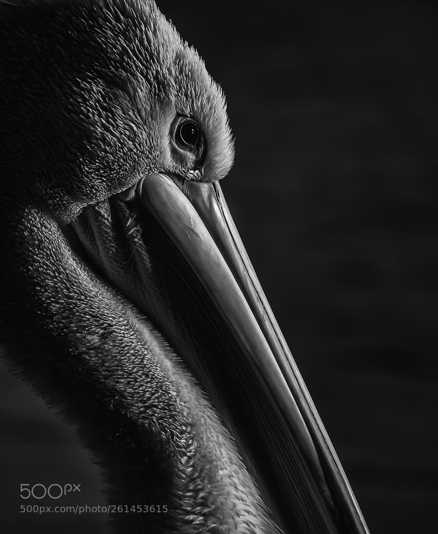 Canon EOS 7D Mark II sample photo. Majestic photography