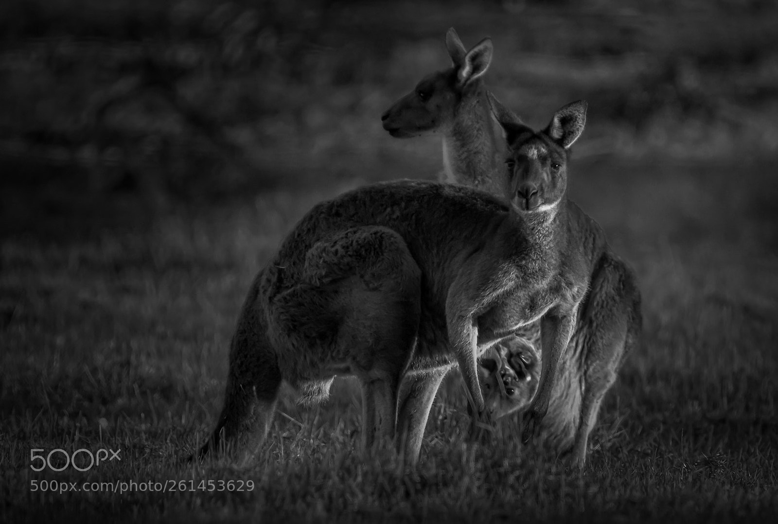 Canon EOS 7D Mark II sample photo. Kangaroos photography