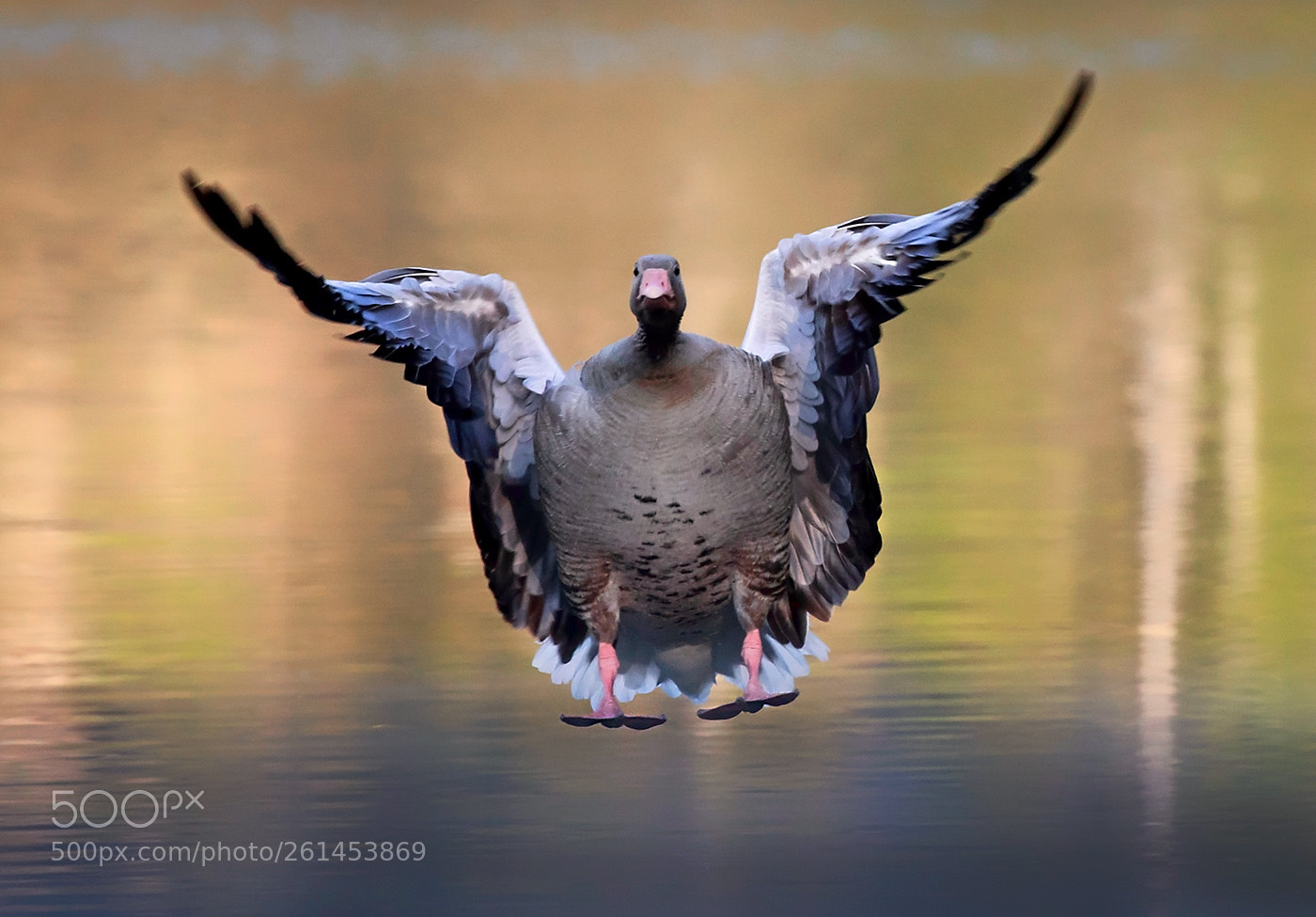 Canon EOS 5D Mark IV sample photo. Greylag goose lands on photography