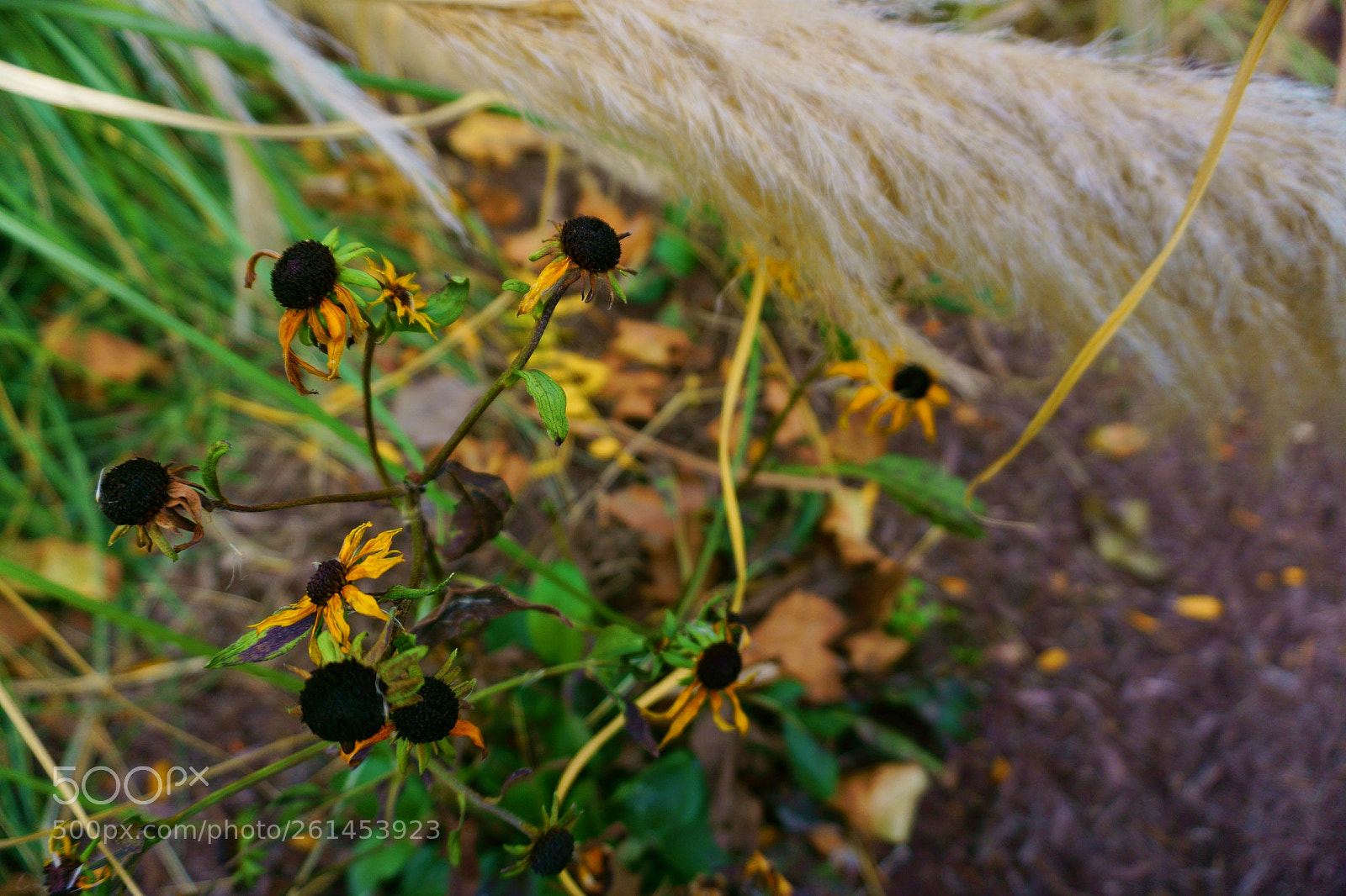 Sony a6000 sample photo. Nature photography