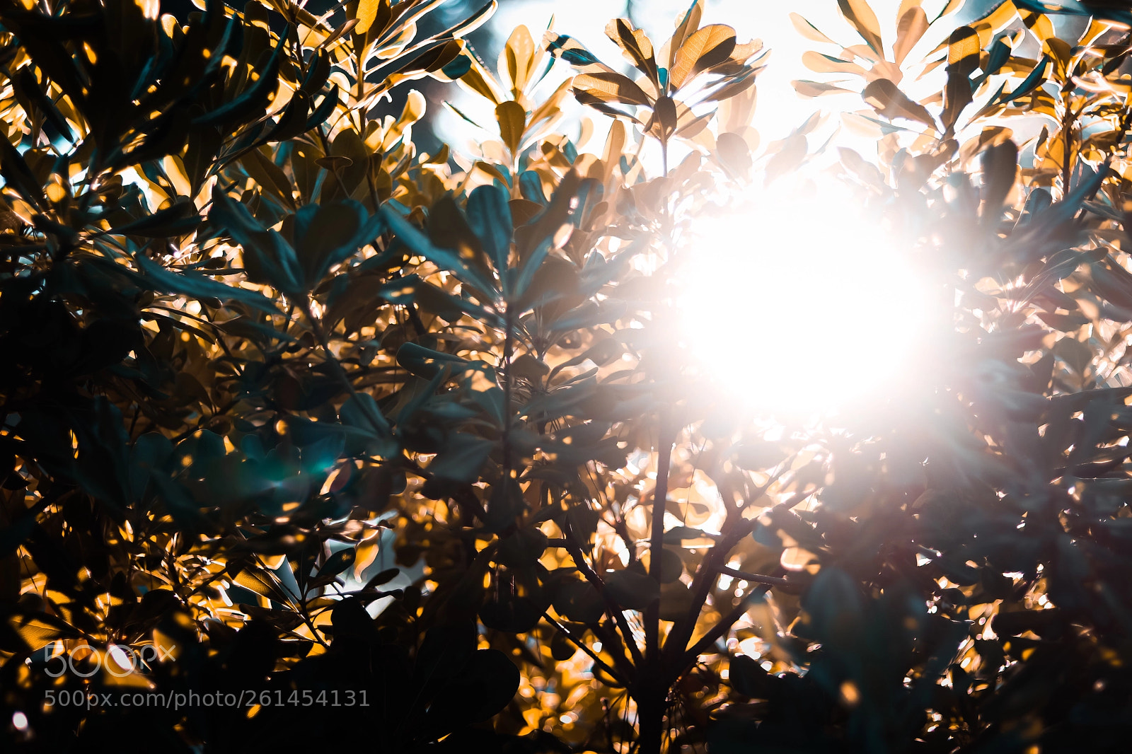 Canon EOS 80D sample photo. Plane tree with sun photography