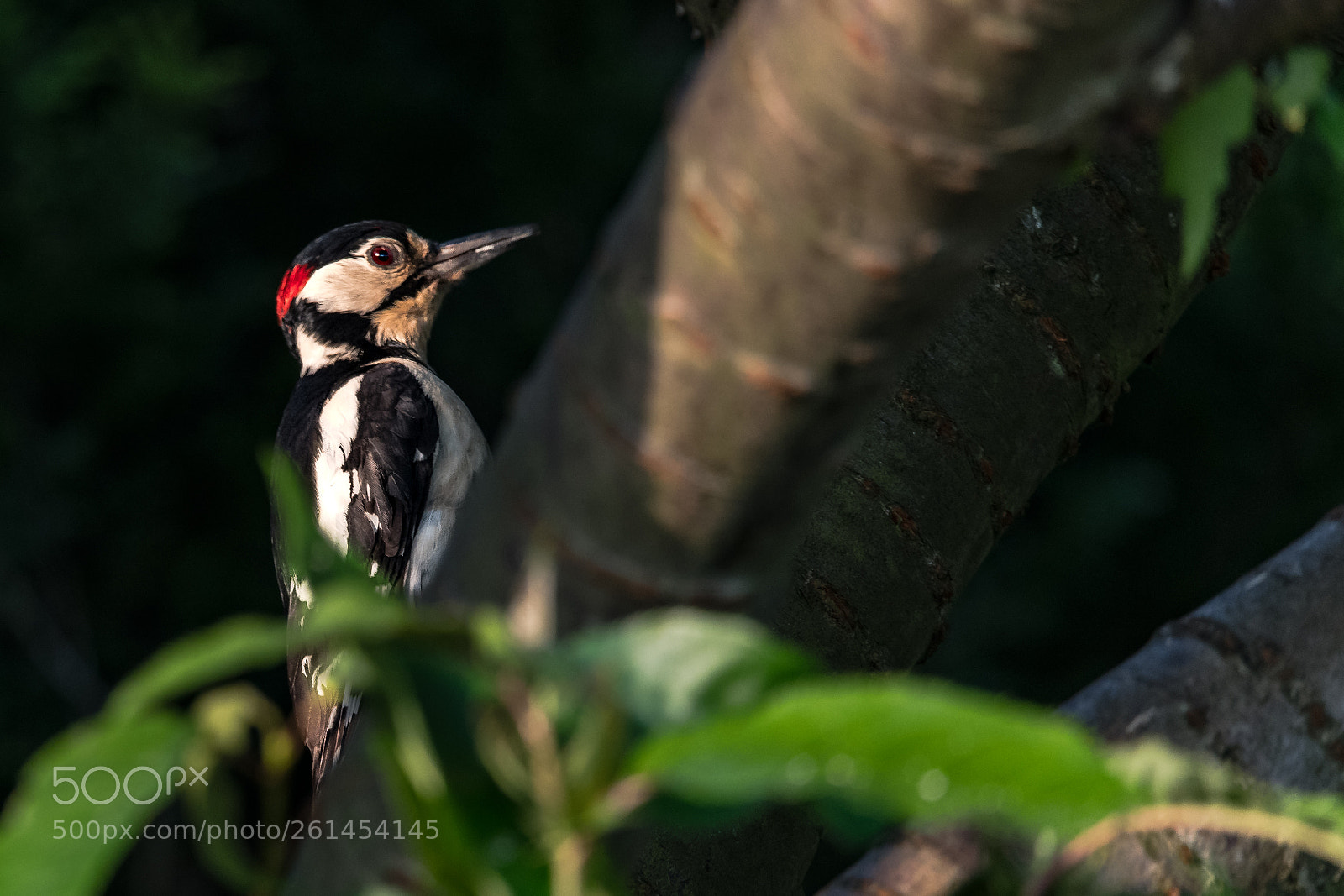Nikon D850 sample photo. Spotted! photography