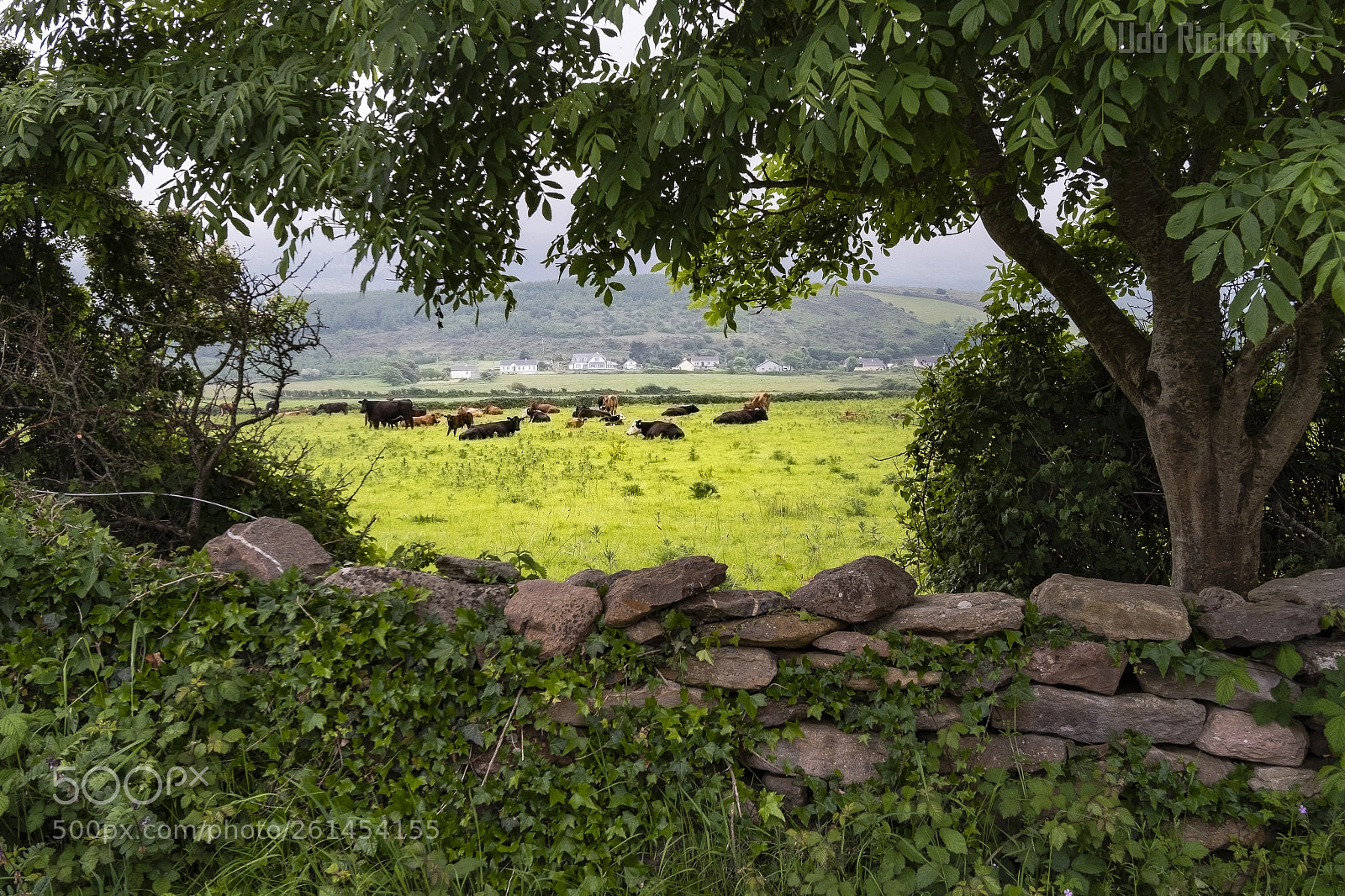 Fujifilm X-T20 sample photo. 'framing cows' photography