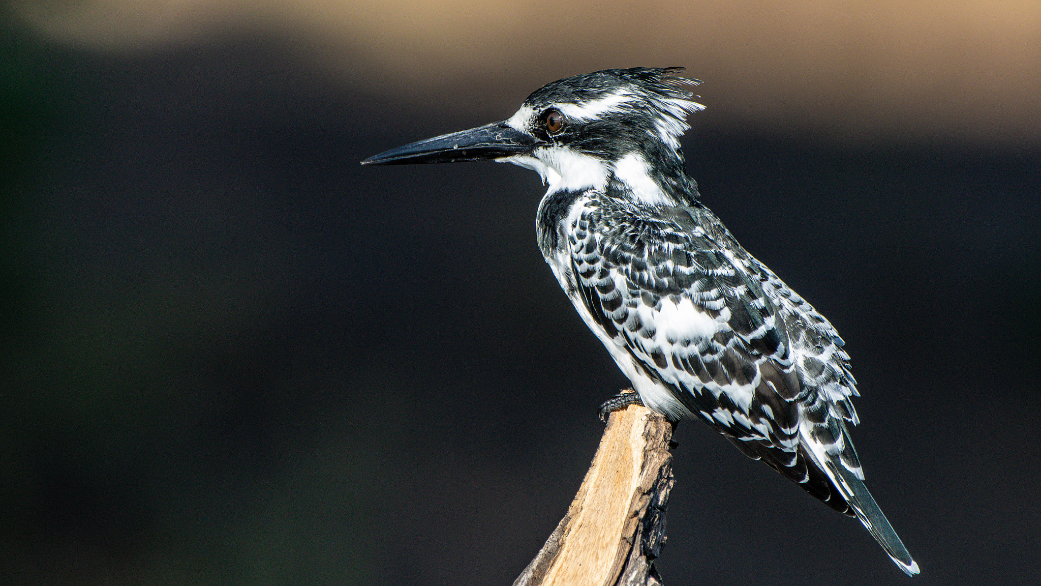 Pentax K-3 II sample photo. Pied kingfisher, chobe photography