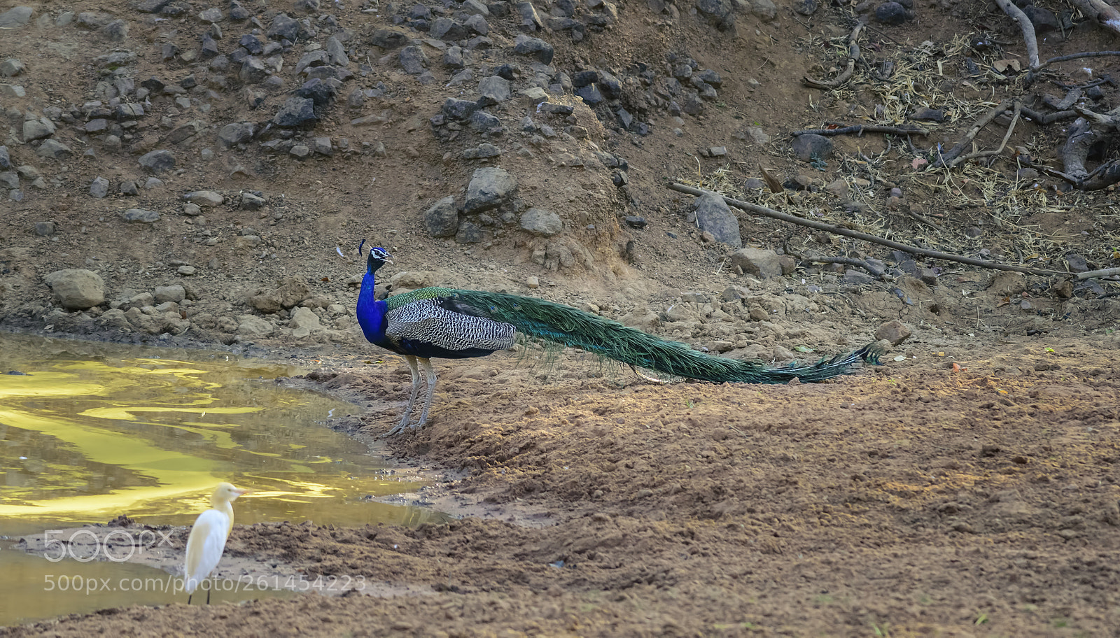 Nikon D7200 sample photo. Indian peafowl, pavo cristatus photography